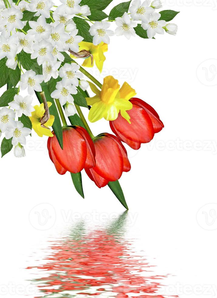 Fleurs de printemps tulipes isolé sur fond blanc photo