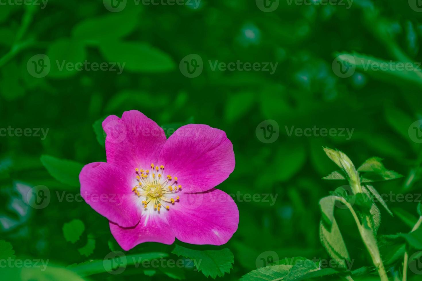 délicates fleurs de jardin de roses sauvages photo