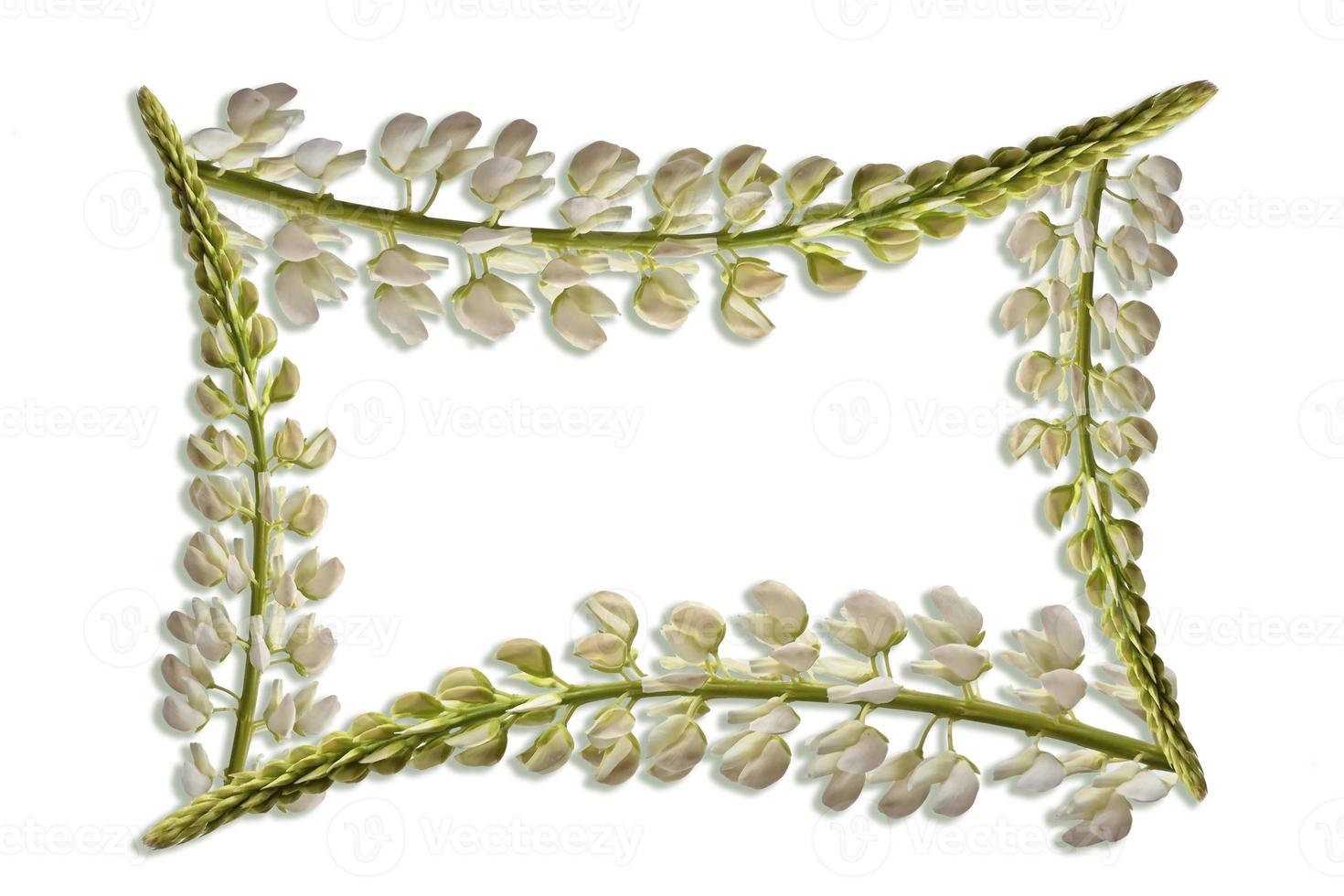 Lupins belles fleurs sur fond blanc photo