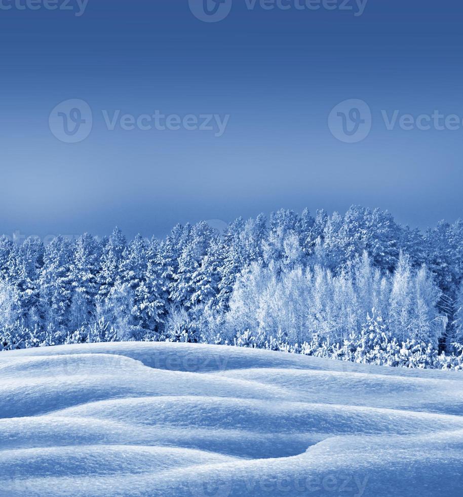 forêt d'hiver. paysage d'hiver. arbres couverts de neige photo