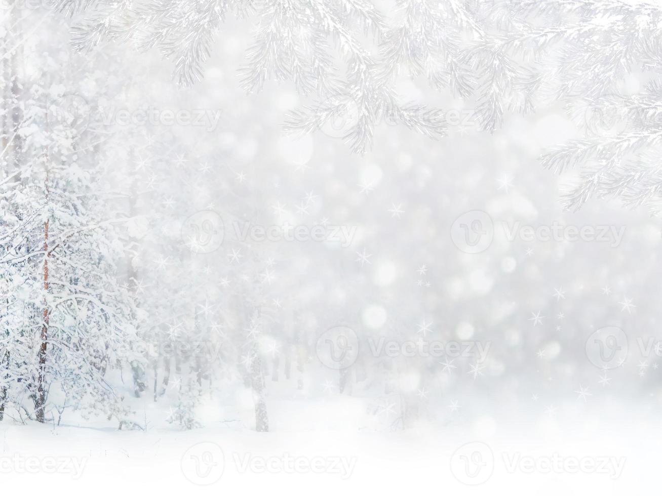 forêt d'hiver gelée avec des arbres couverts de neige. photo