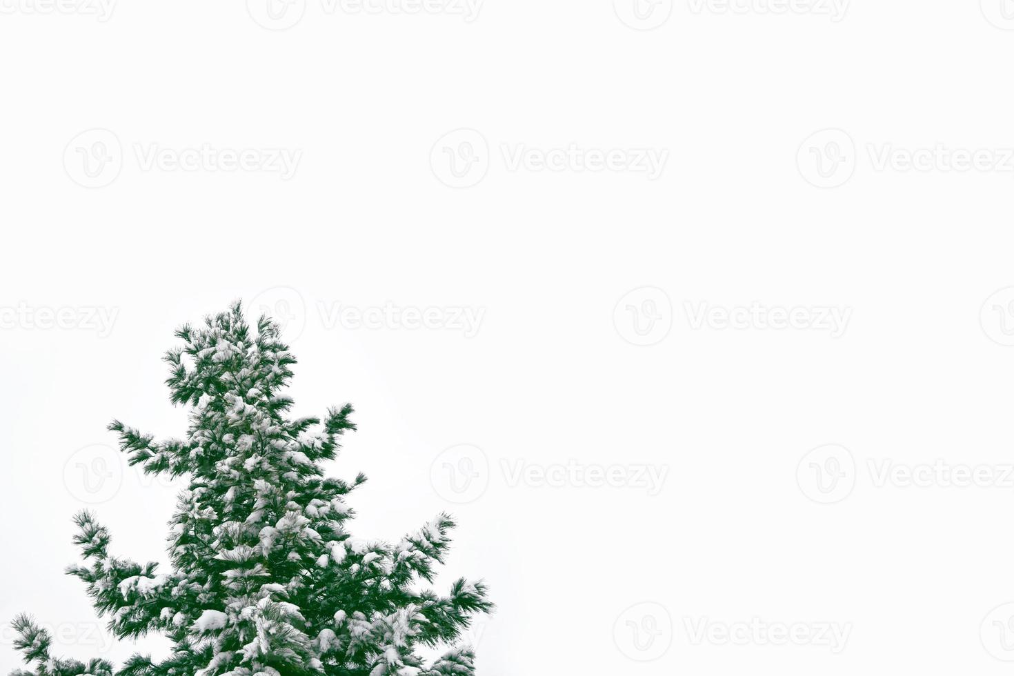 les branches de l'arbre de noël couvert de neige photo