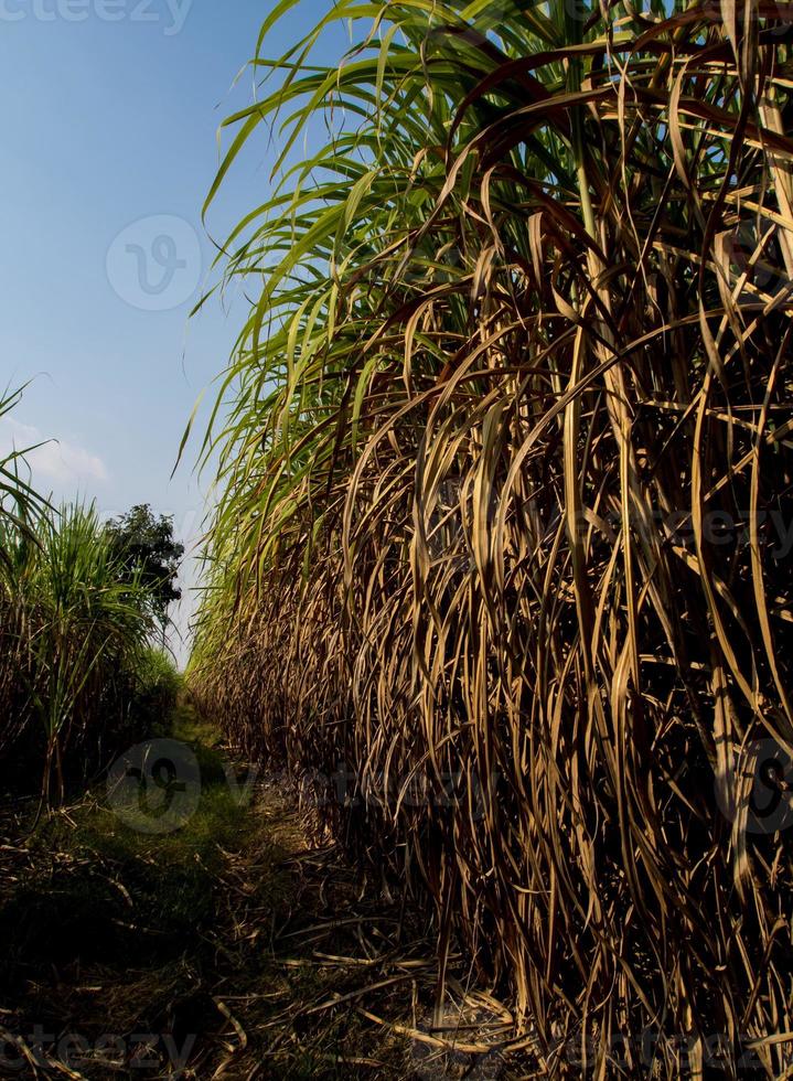 les feuilles de canne sèches et la canne envahie par la végétation ont inondé la tête pendant le chemin de terre de la ferme de canne à sucre photo