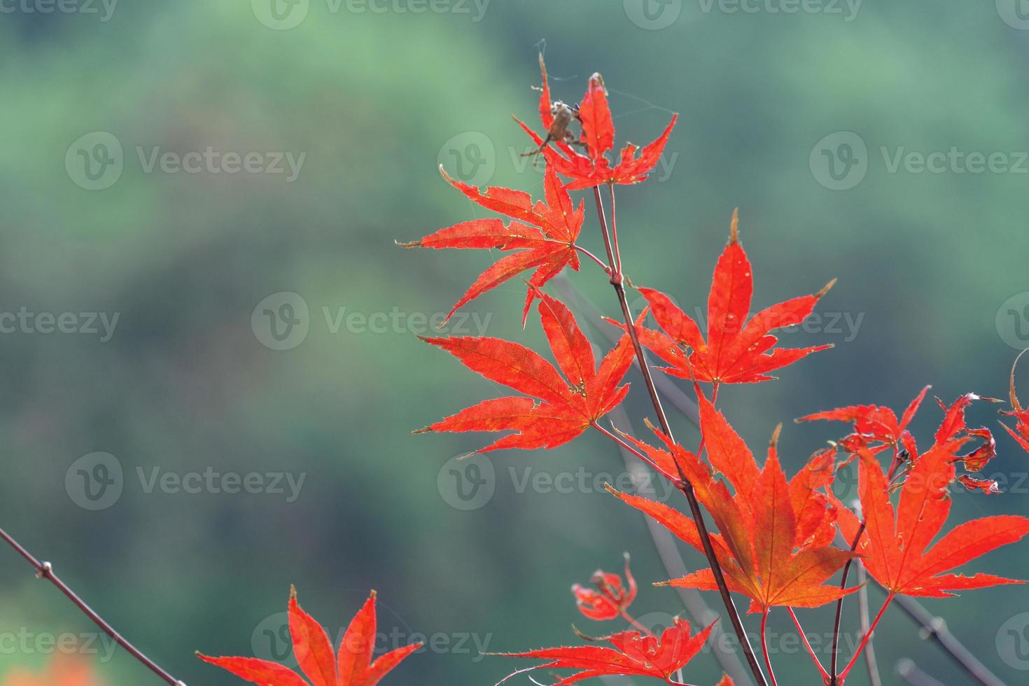 gros plan de belles feuilles d'érable isolées sur fond flou bokeh en automne. photo