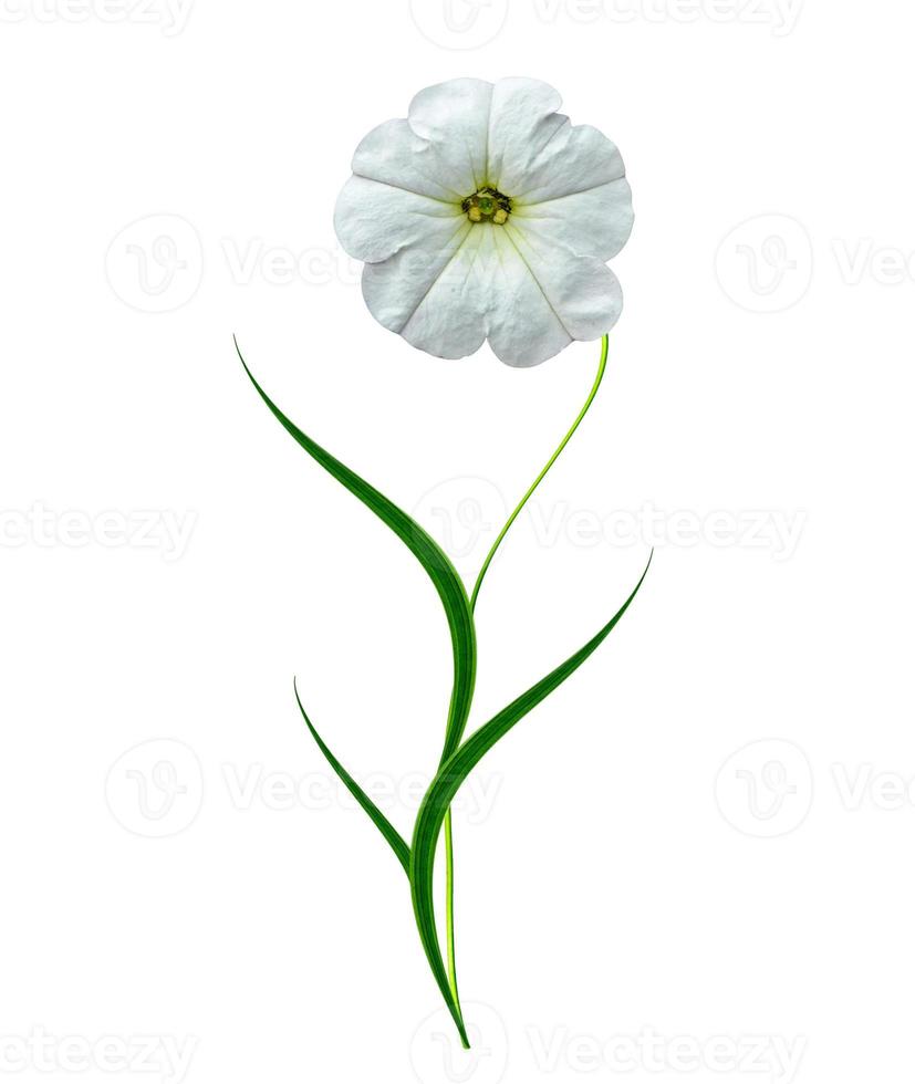 Fleurs de pétunia isolé sur fond blanc photo
