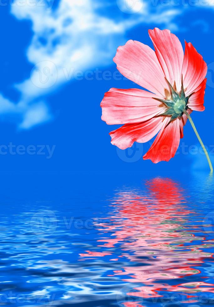 fleur de cosmos aux couleurs vives sur fond de ciel bleu photo