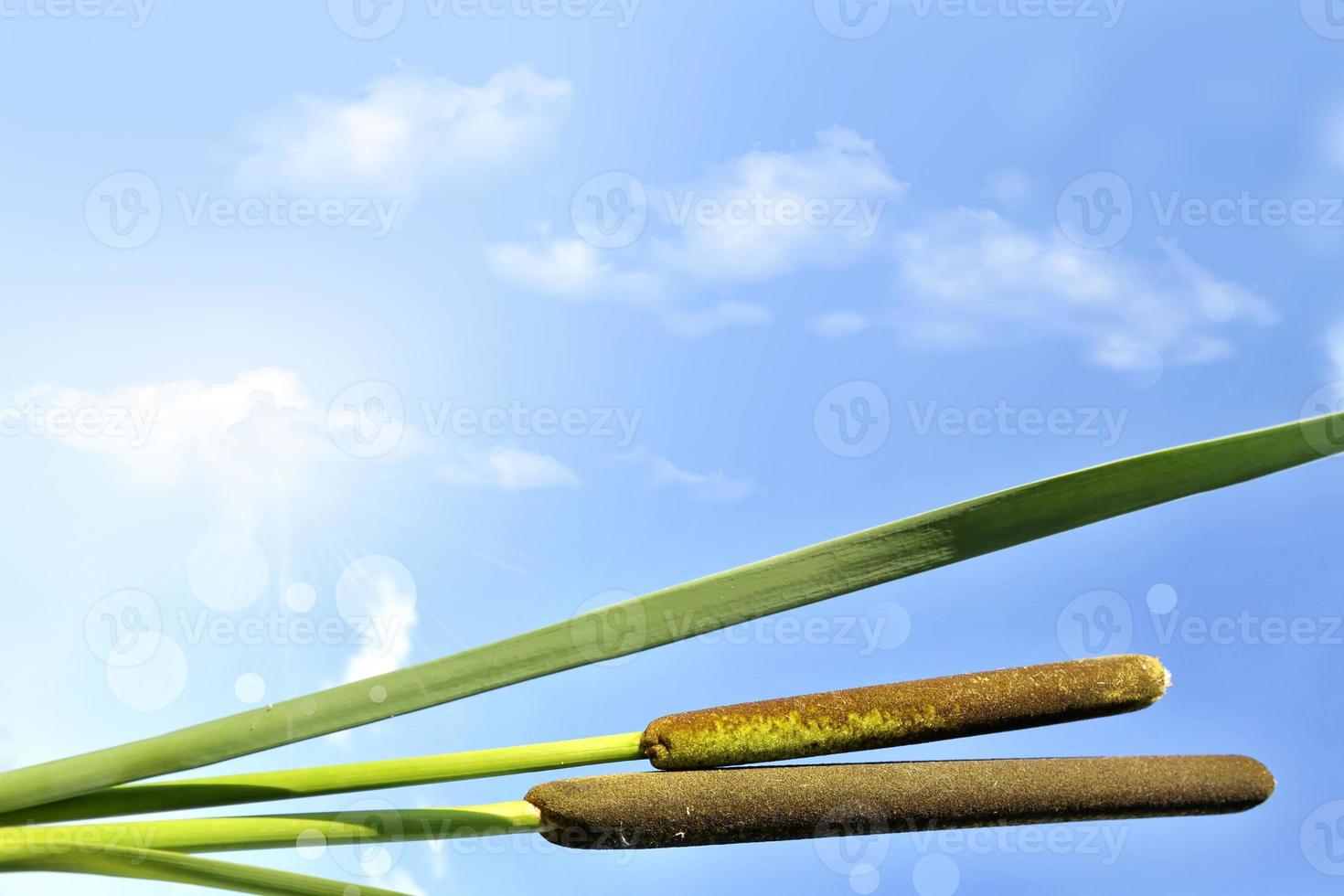 photo. roseaux contre un ciel bleu. photo