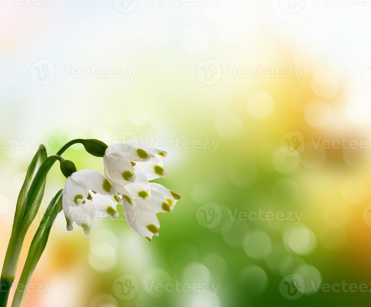 paysage de printemps. fleurs perce-neige photo