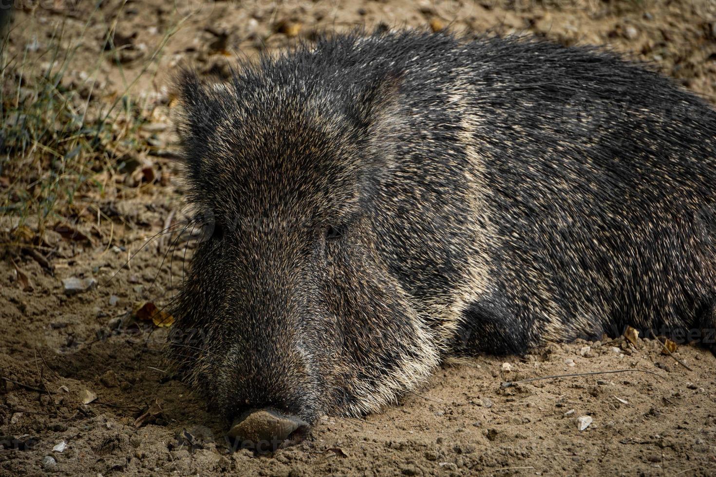 cochon pécari sauvage reposant sur le sol photo