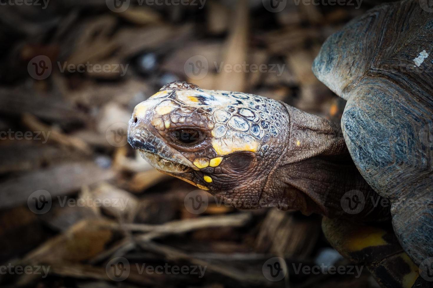 tortue à taches jaunes photo