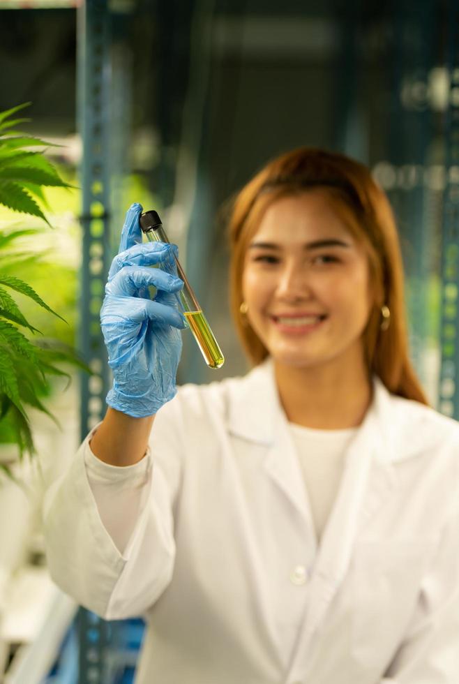 scientifique à la ferme de cannabis avec de l'huile de cannabis extraite parmi les plantes de cannabis poussant de belles feuilles dans la plante photo
