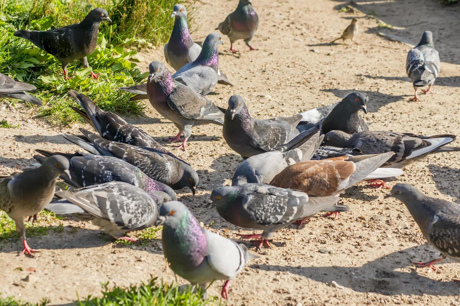 les pigeons se battent pour la nourriture photo