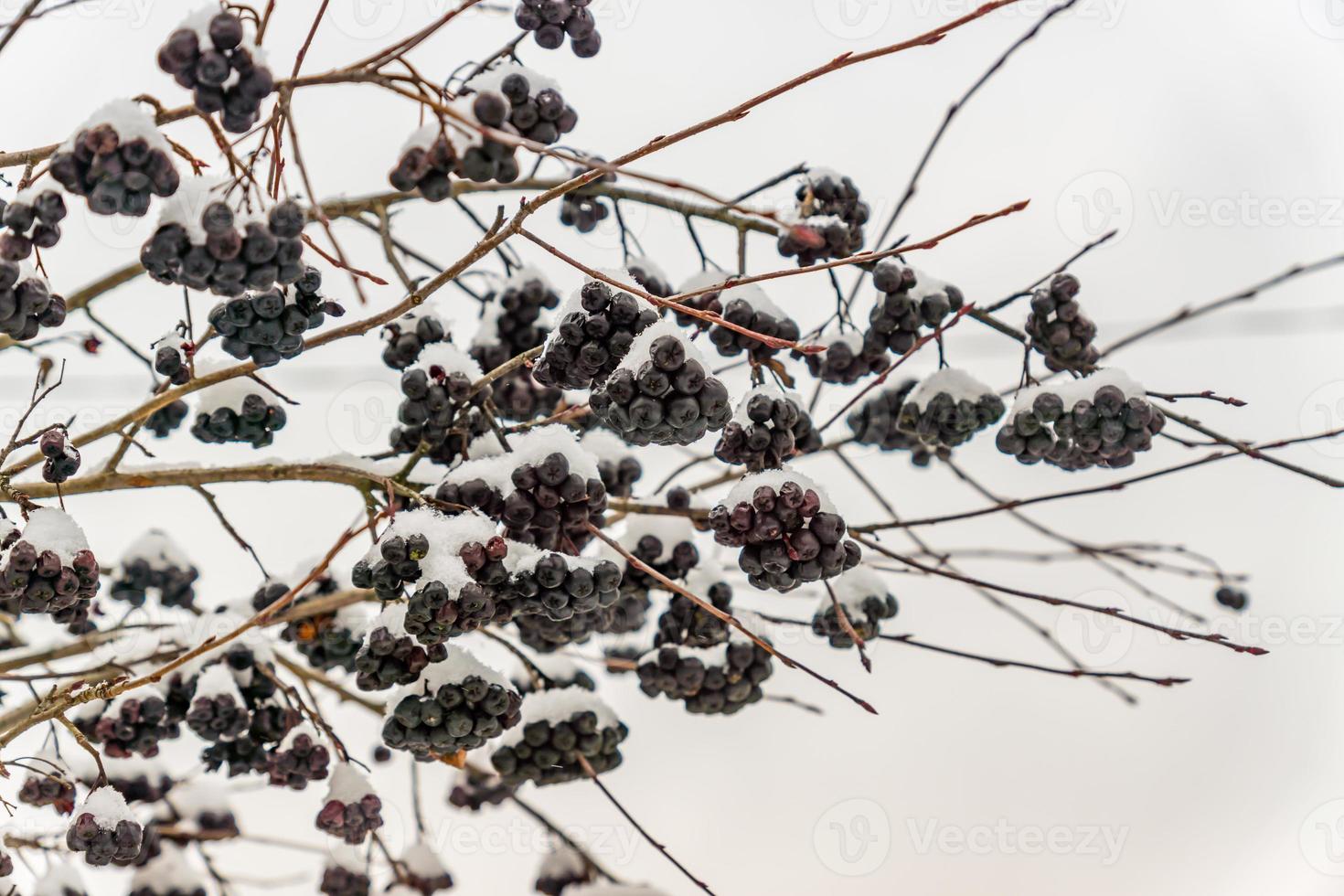 bouquet de frêne noir recouvert de neige photo