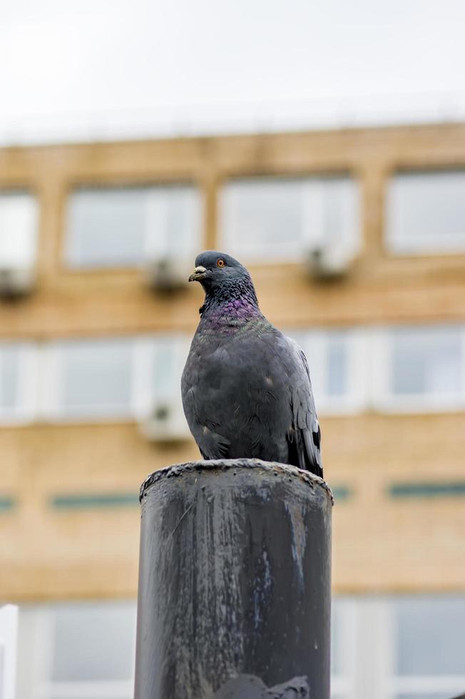 pigeon assis sur la clôture métallique photo