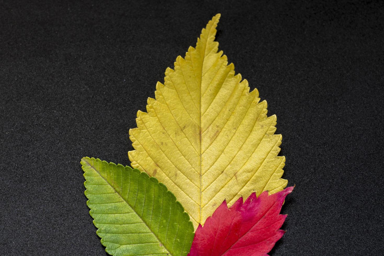 feuilles d'orme d'automne colorées sur fond noir photo