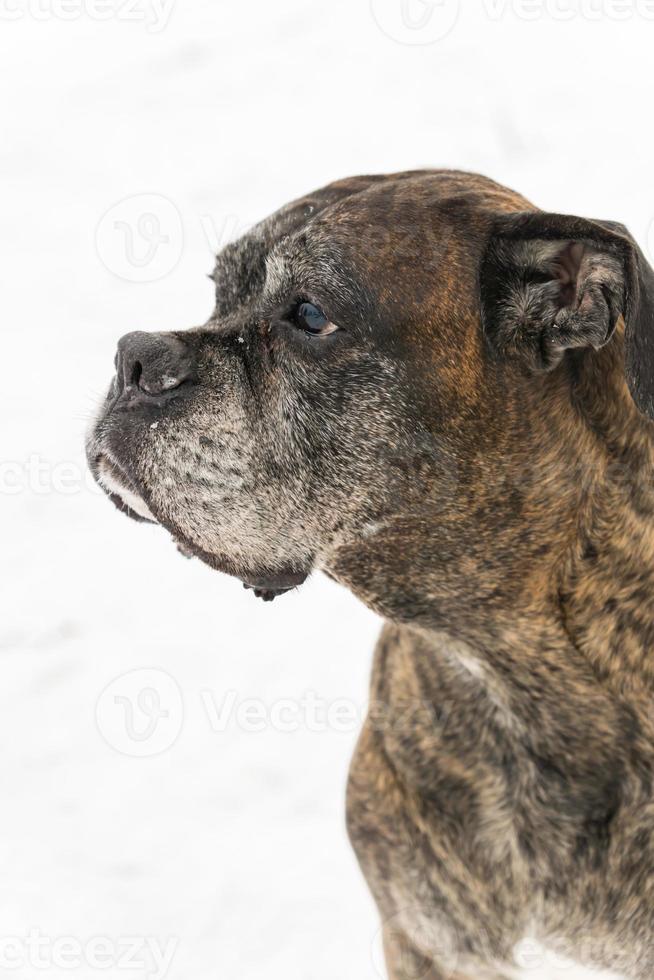 Portrait de boxeur allemand sur fond de neige blanche photo