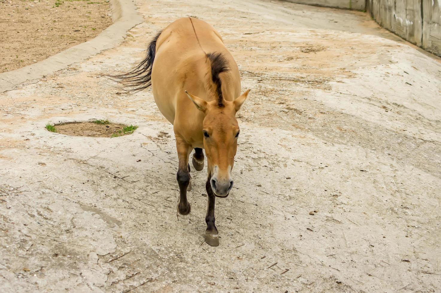 cheval de przewalski au zoo. cheval asiatique sauvage equus ferus przewalskii photo