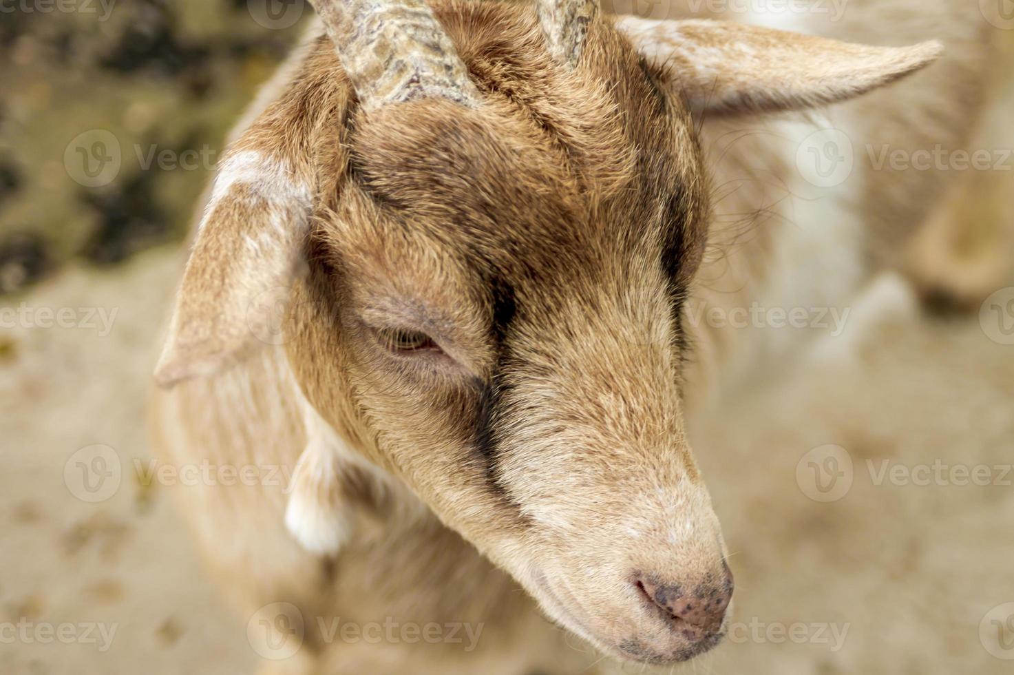 chevreau gros plan photo