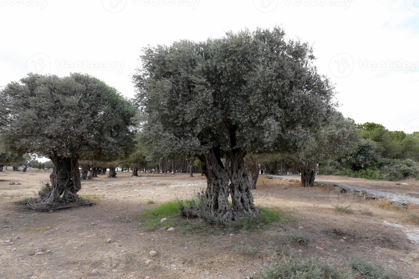 paysage rural dans le nord d'israël. photo