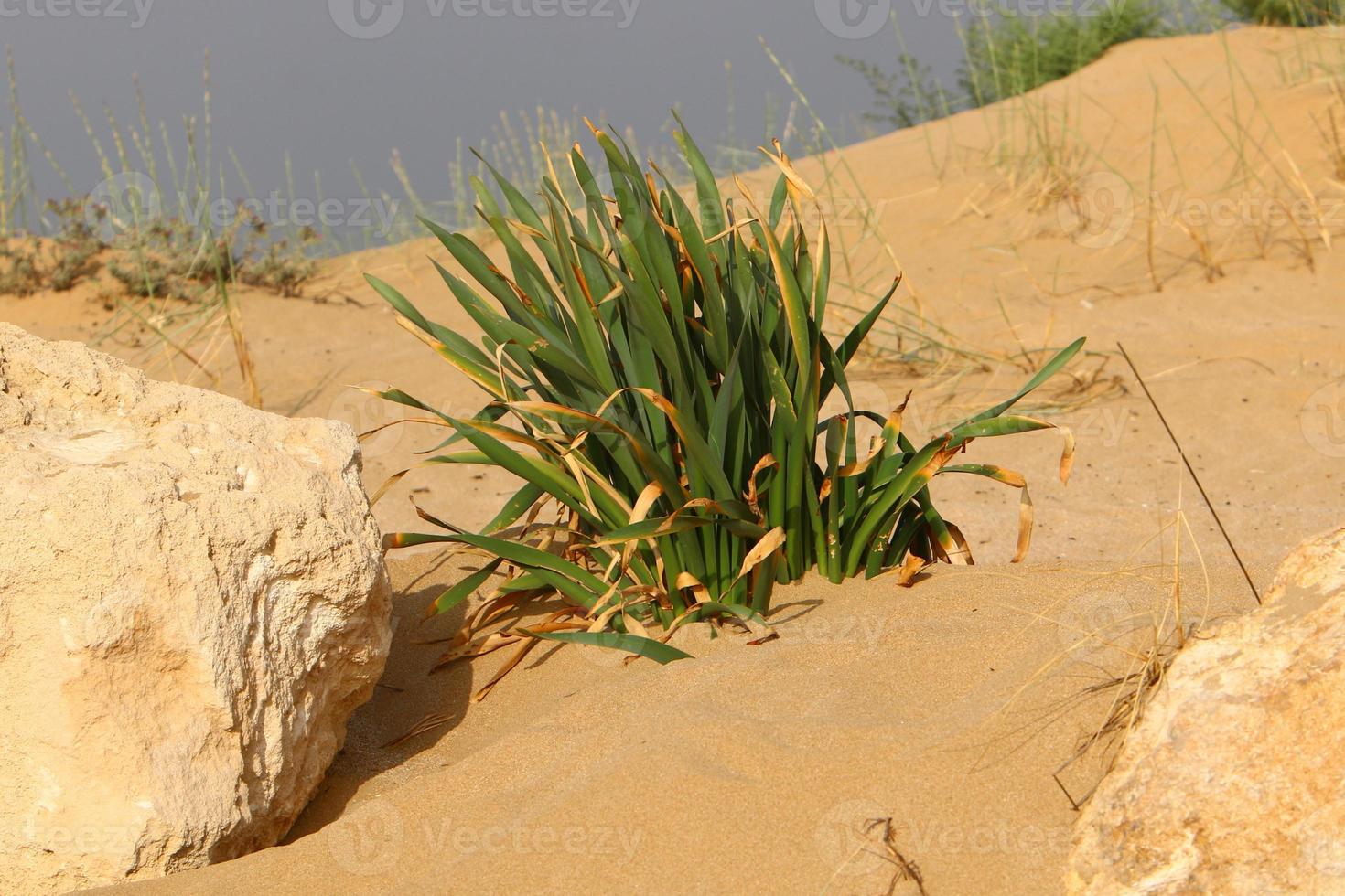 dune de sable sur les rives de la mer méditerranée dans le nord d'israël. photo