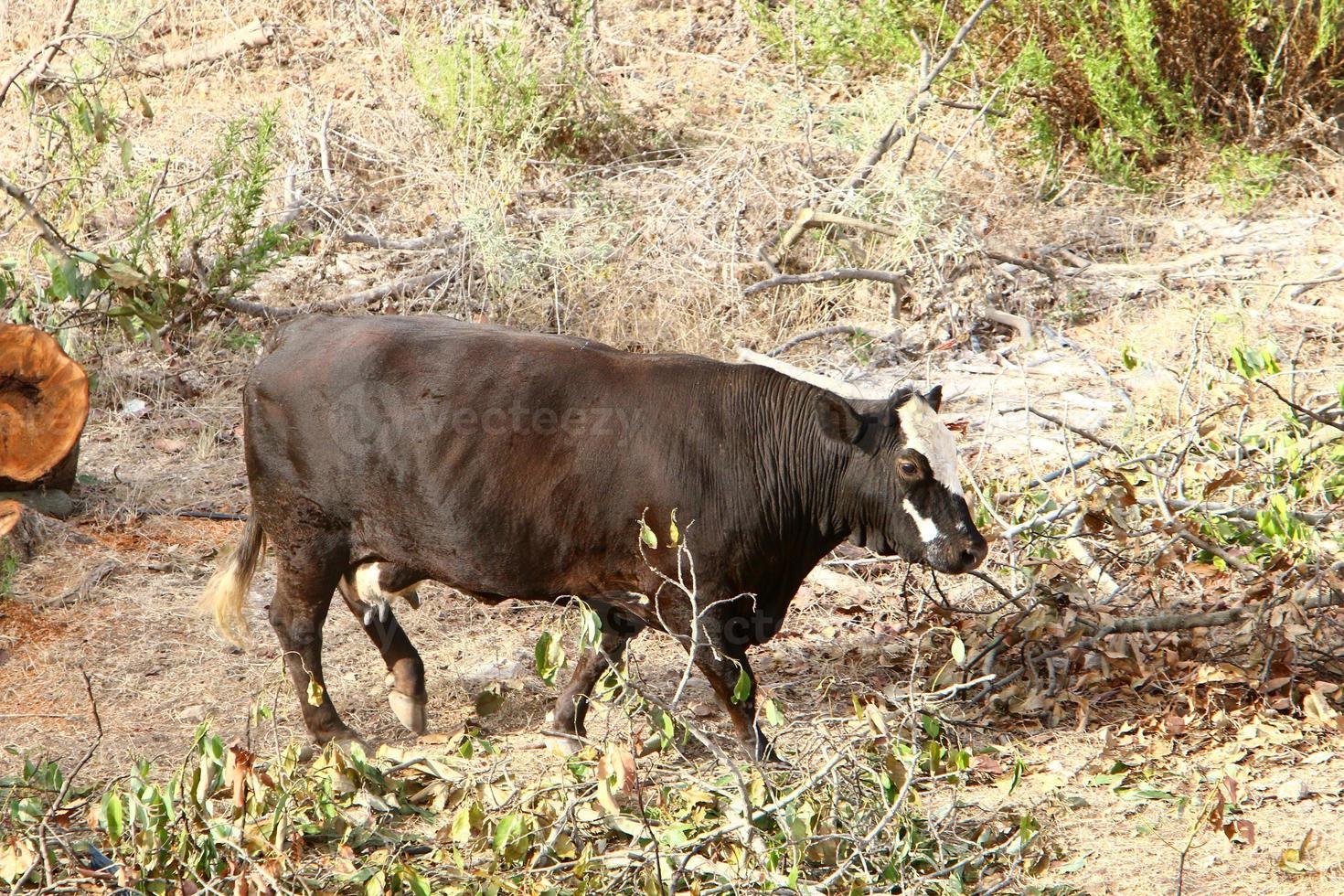 les vaches paissent dans une clairière dans le nord d'israël photo