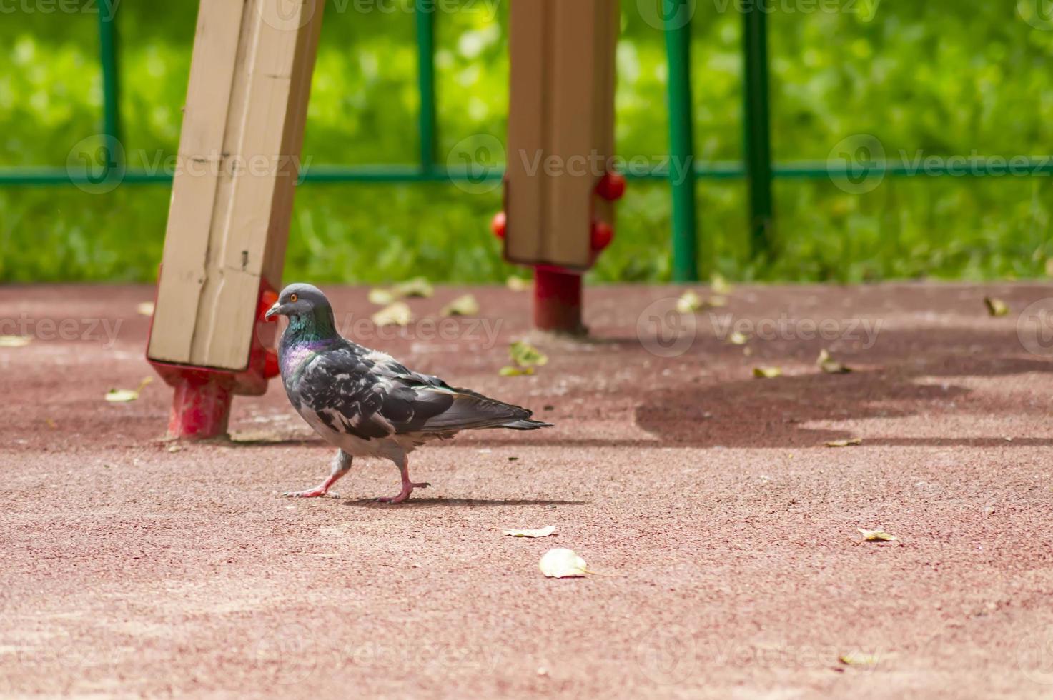 pigeon marchant dans le parc photo