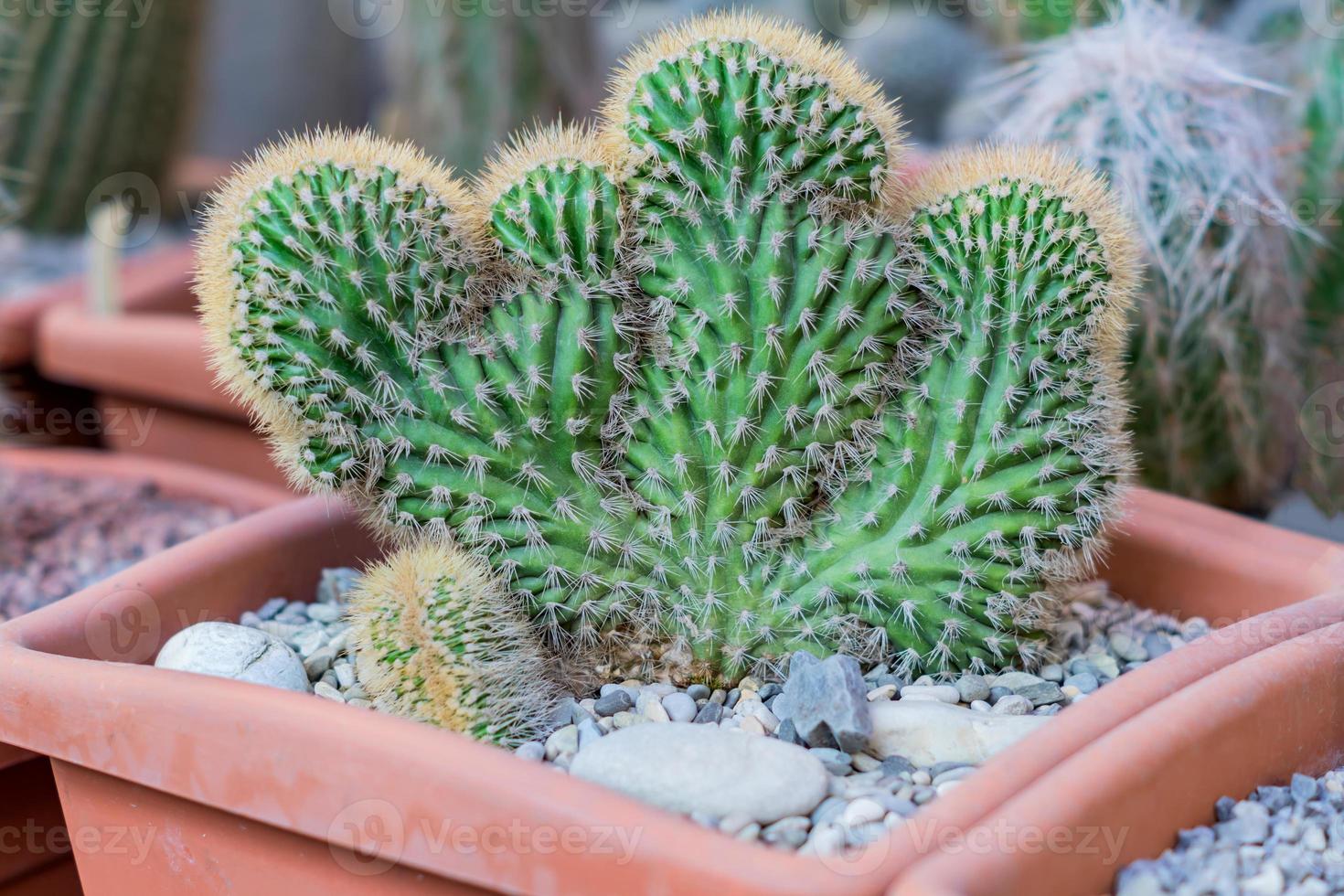 Cactus cereus peruvianus monstrosus - plante d'intérieur en pot en terre cuite photo