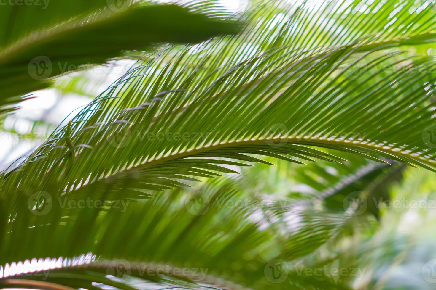 fond de feuilles de palmier photo