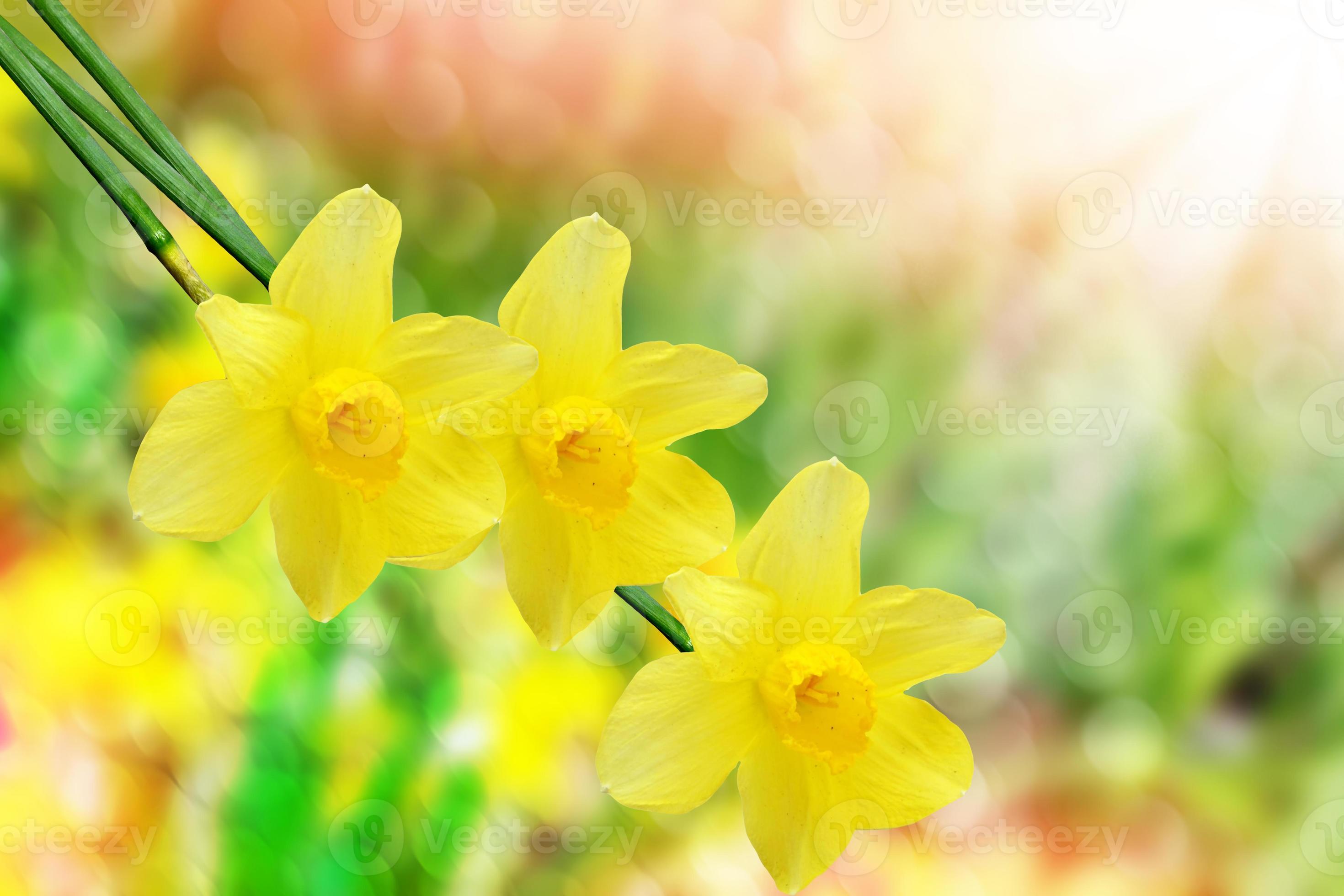 belles fleurs de printemps jonquilles. fleurs jaunes. 10027979 Banque de  photos