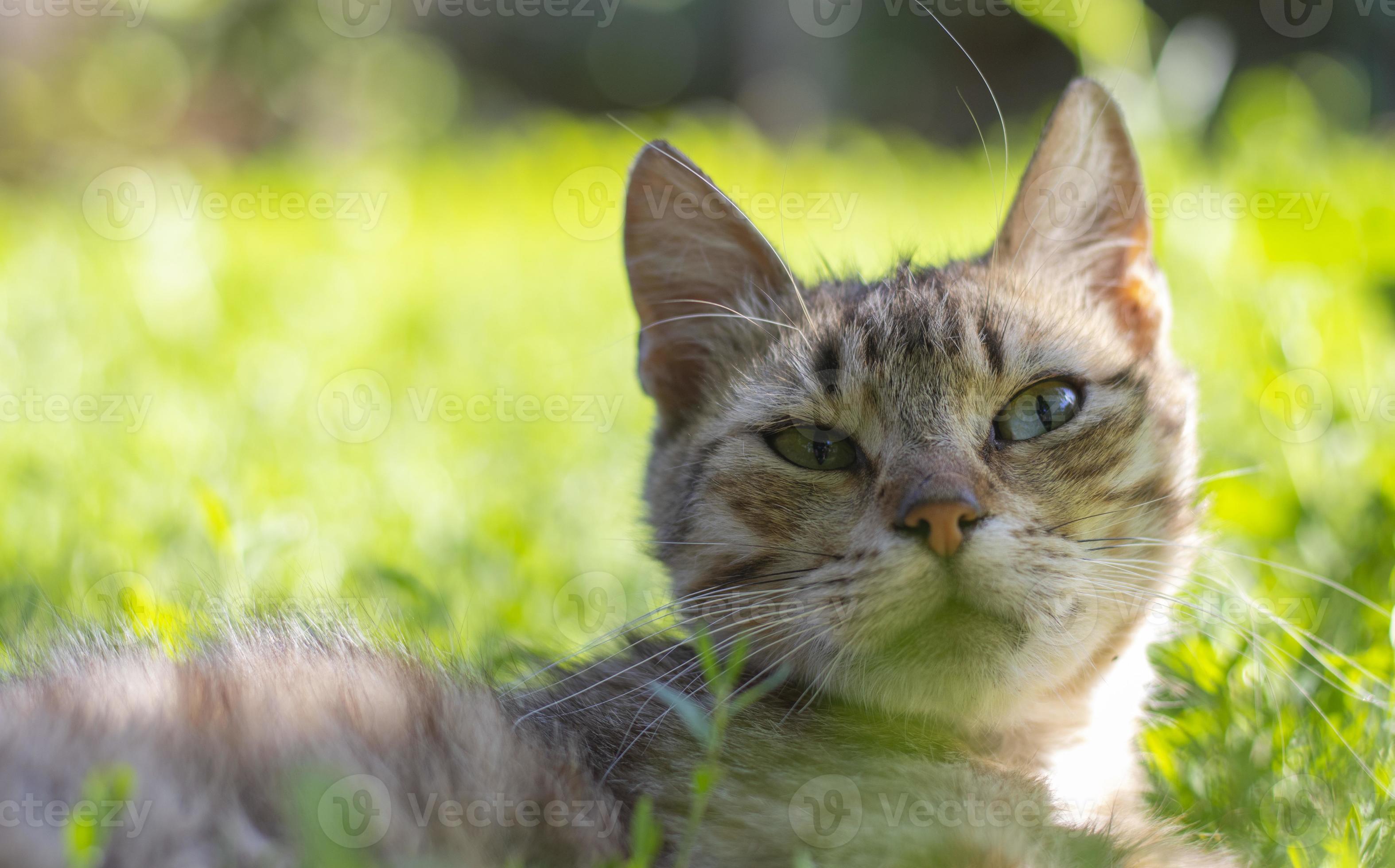 gros plan d'un chat aux yeux verts se trouve dans l'herbe. un chat