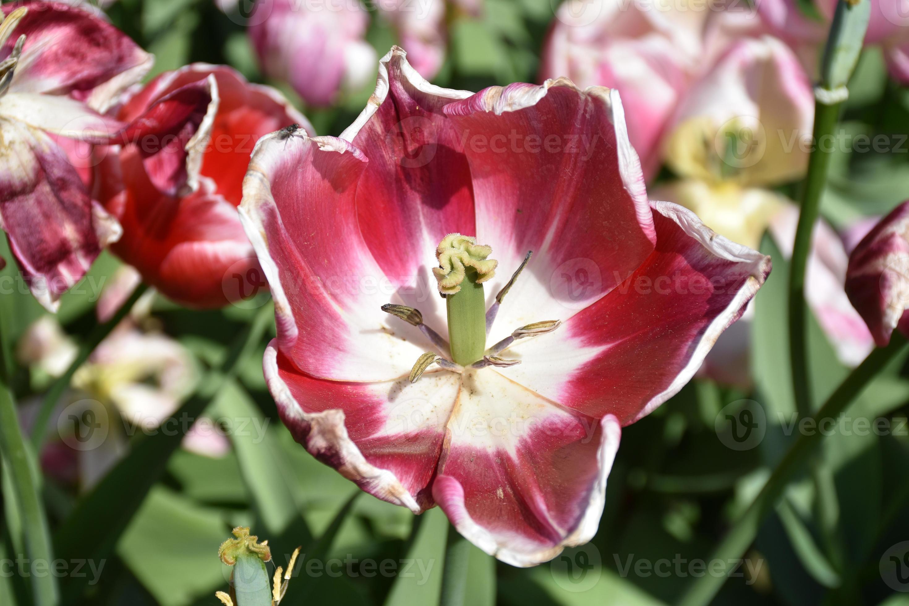 étamine de tulipe rouge et blanche de près et personnelle 10902264 Banque  de photos