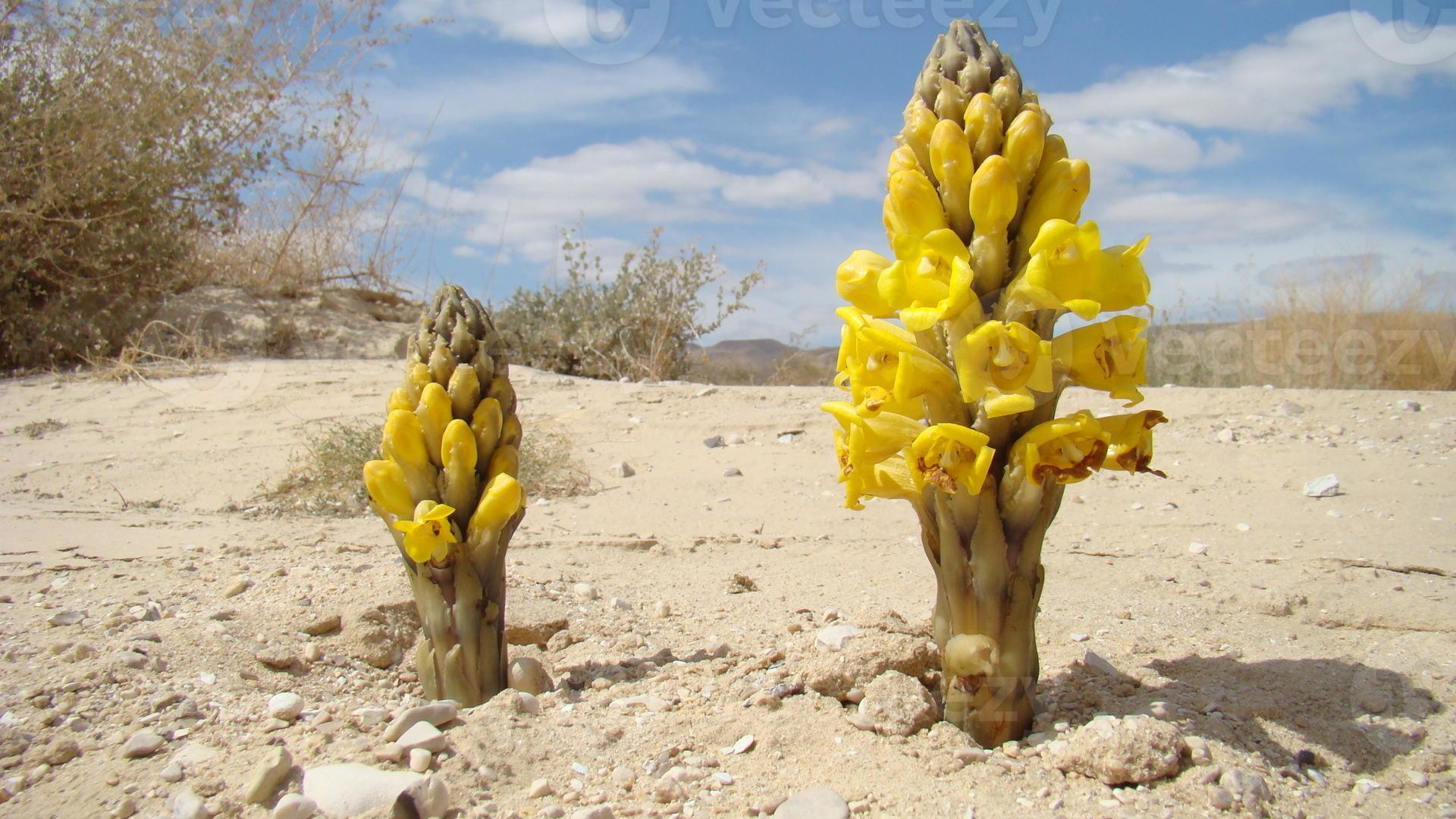 Fleur Du Desert