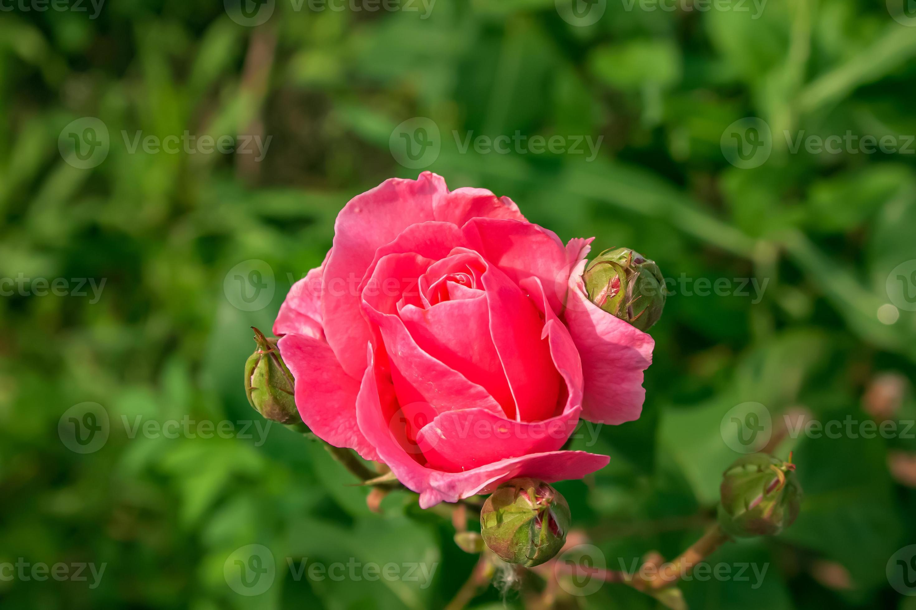 Fleur Lumineuse De Rose De Rouge Magnifique Photo stock - Image du