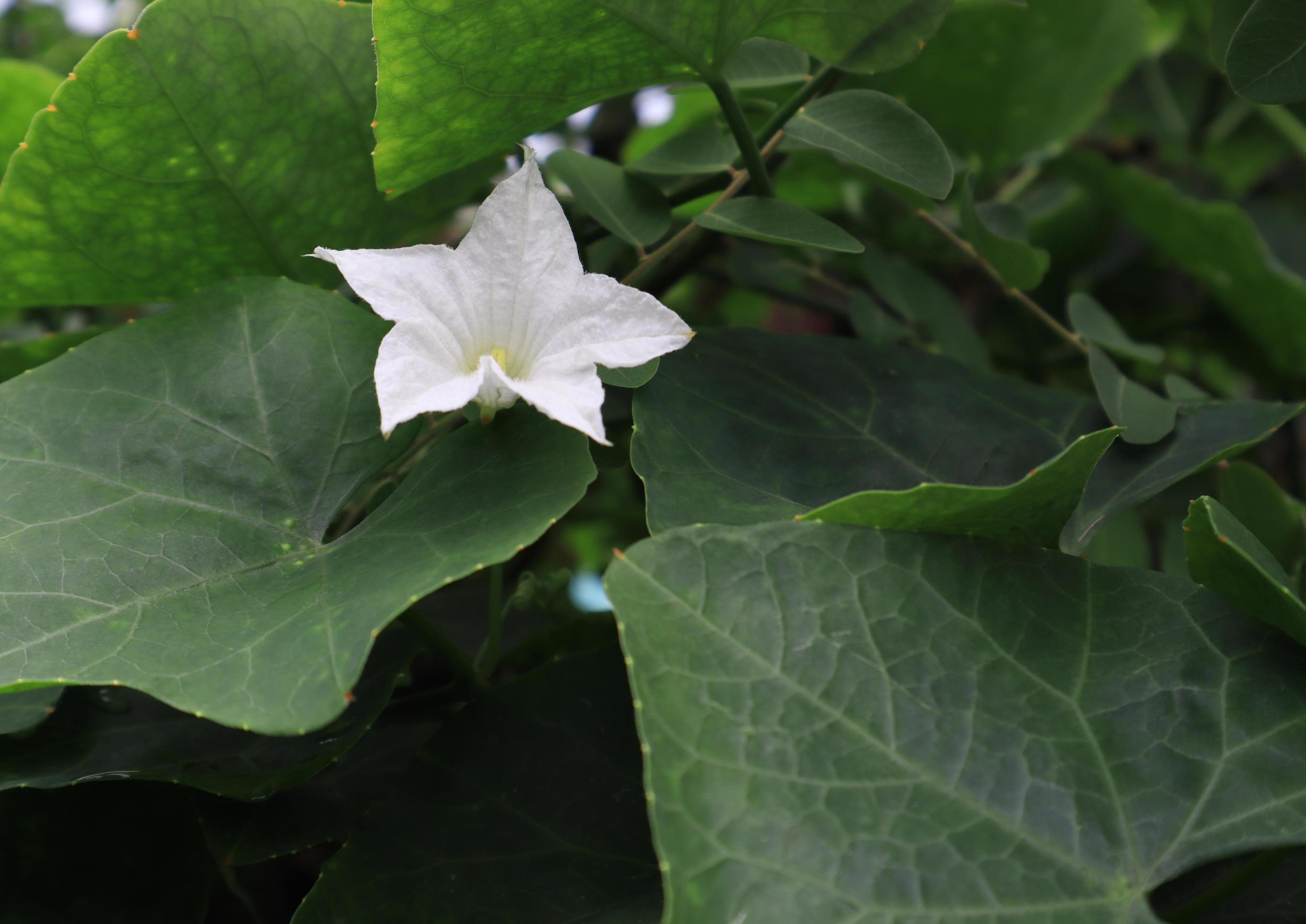 courge de lierre ou feuille de coccinia grandis. gros plan fleur blanche  exotique sur les feuilles vertes de l'arbre au sol de lierre dans le jardin  avec la lumière du matin. vue