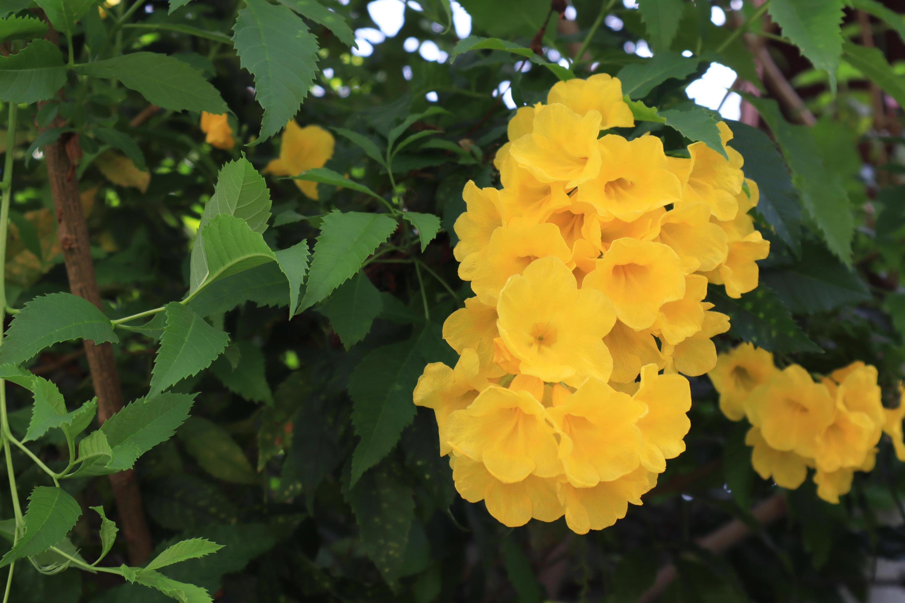 jaune aîné ou trumpetbush ou trumpetflower ou jaune trompette-fleur ou fleurs  jaune trumpetbush. gros plan bouquet de fleurs jaunes sur fond de feuilles  vertes dans le jardin. le côté de la fleur exotique. 11276052 Banque de  photos