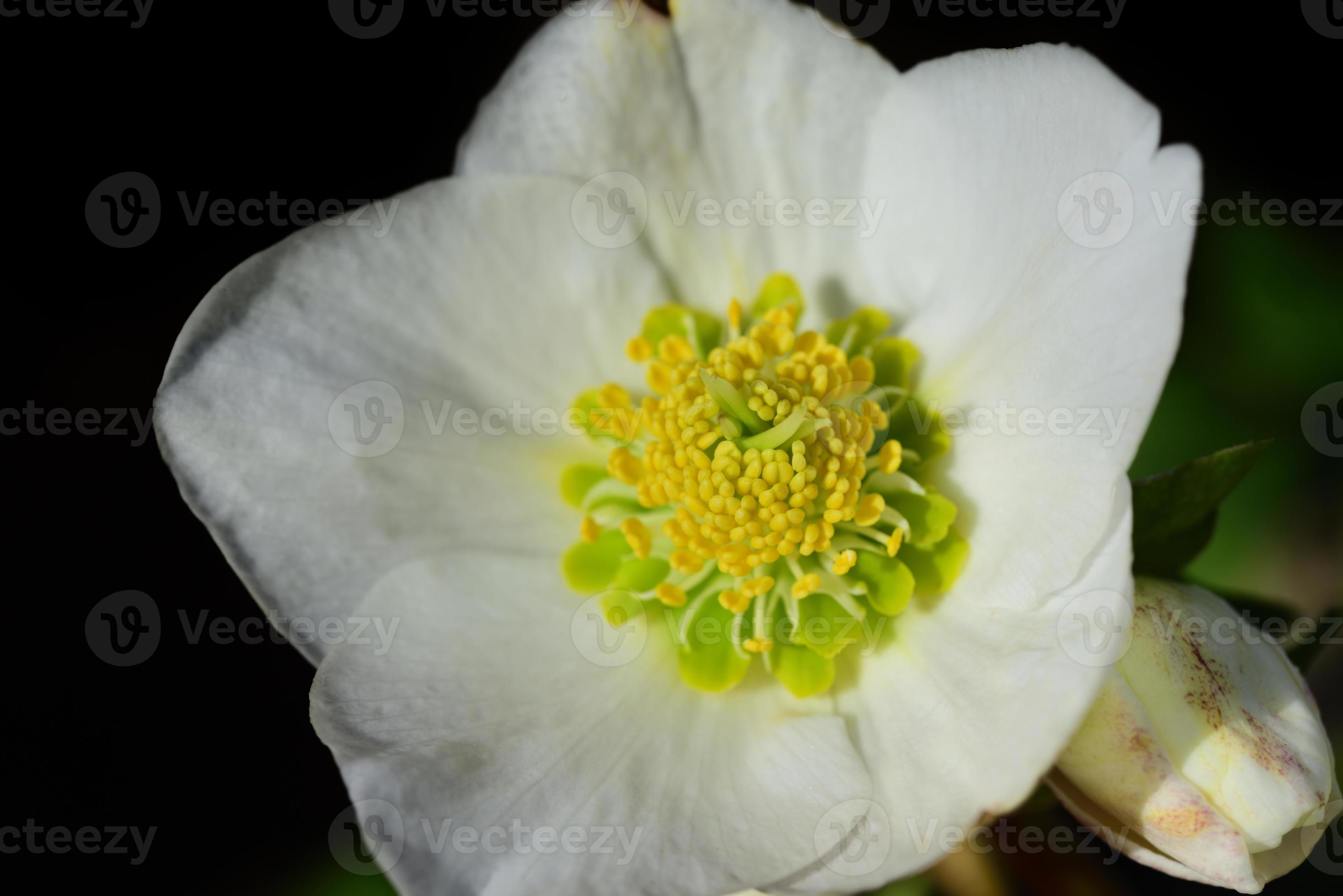 gros plan d'une rose de noël en fleurs blanches, avec du pollen jaune au  milieu 11515569 Banque de photos