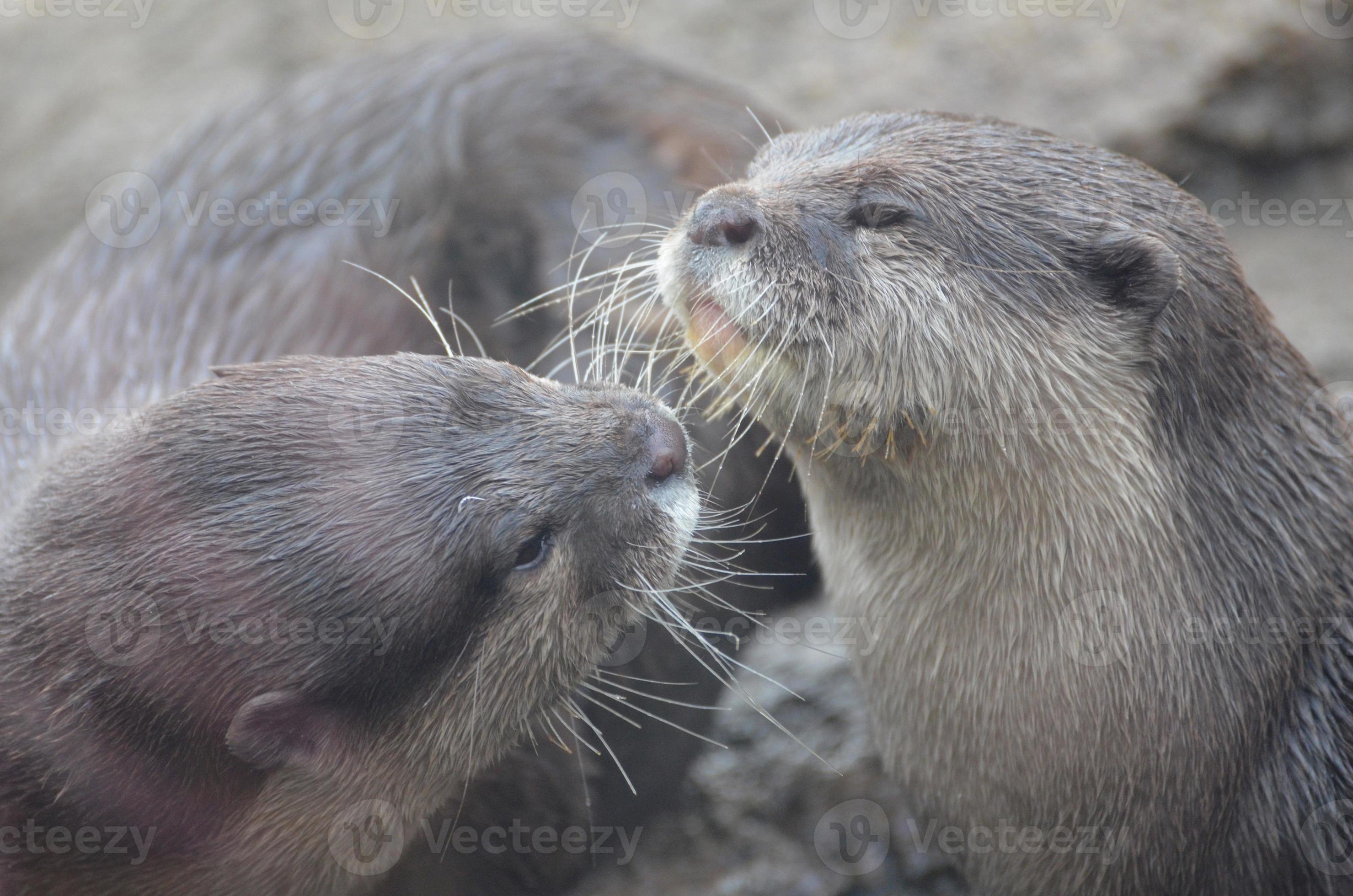 paire de loutres de rivière se câlinant et montrant de l'affection 11899031  Photo de stock chez Vecteezy