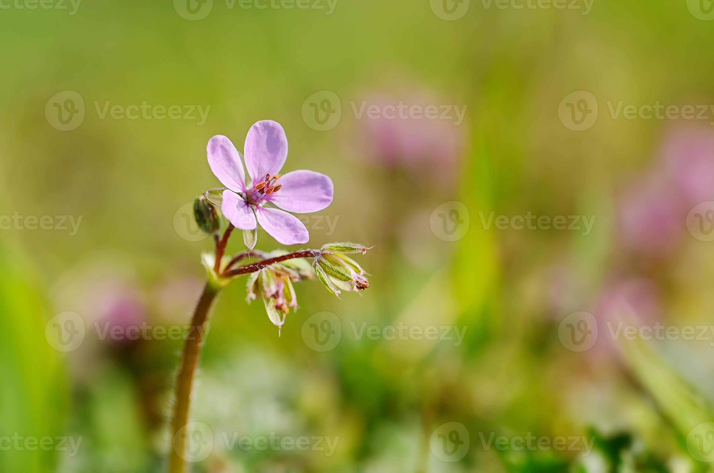 Macro photo d'une petite fleur sauvage pourpre 1252659 Banque de photos
