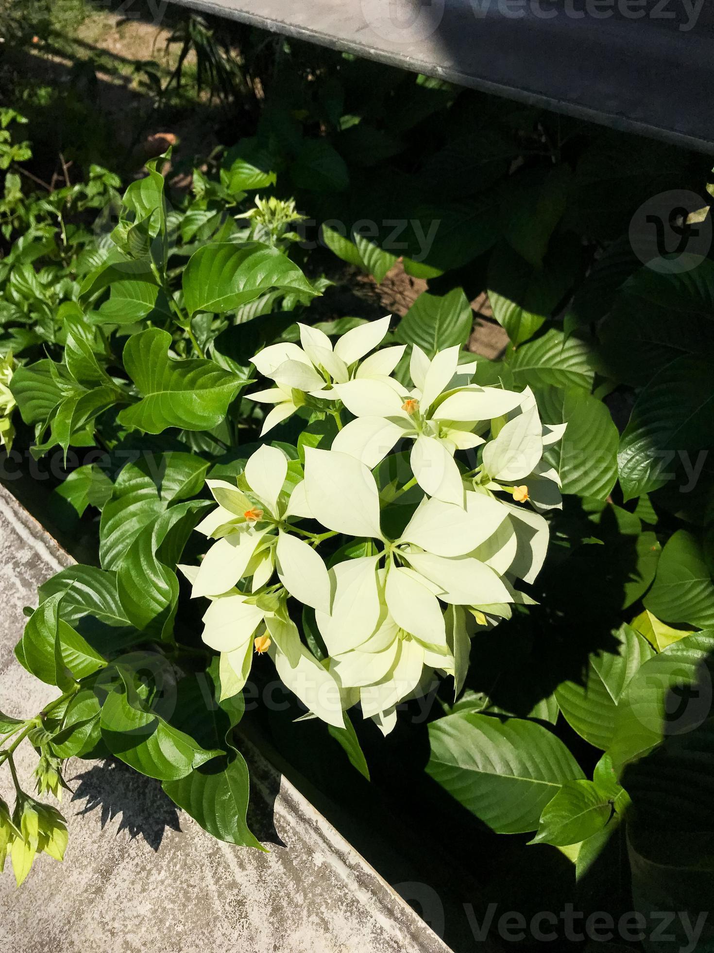 la belle fleur de poinsettia blanche à l'extérieur de la cour 12710177  Banque de photos