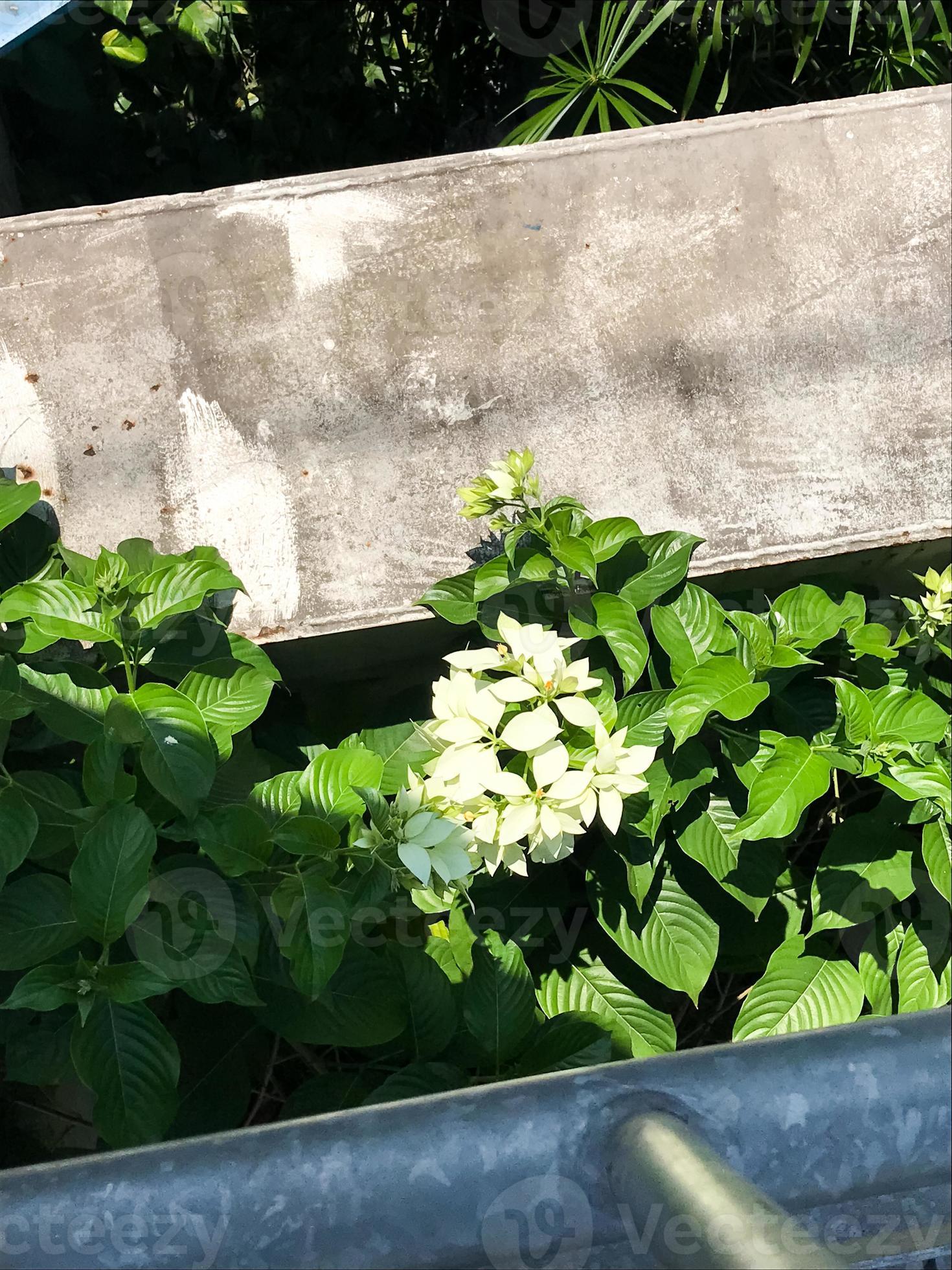 la belle fleur de poinsettia blanche à l'extérieur de la cour 12710315  Banque de photos