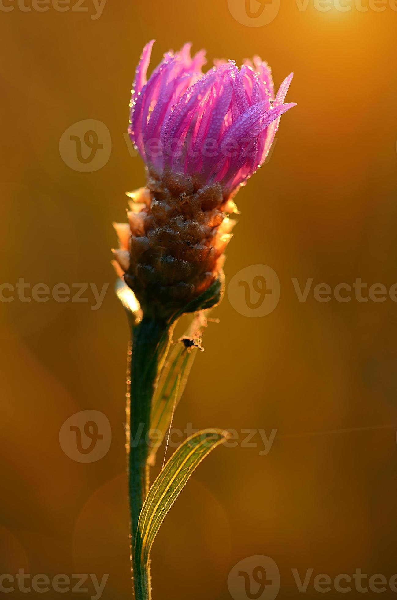 Photo gros plan d'une fleur sauvage violette sur le terrain 1315790 Banque  de photos