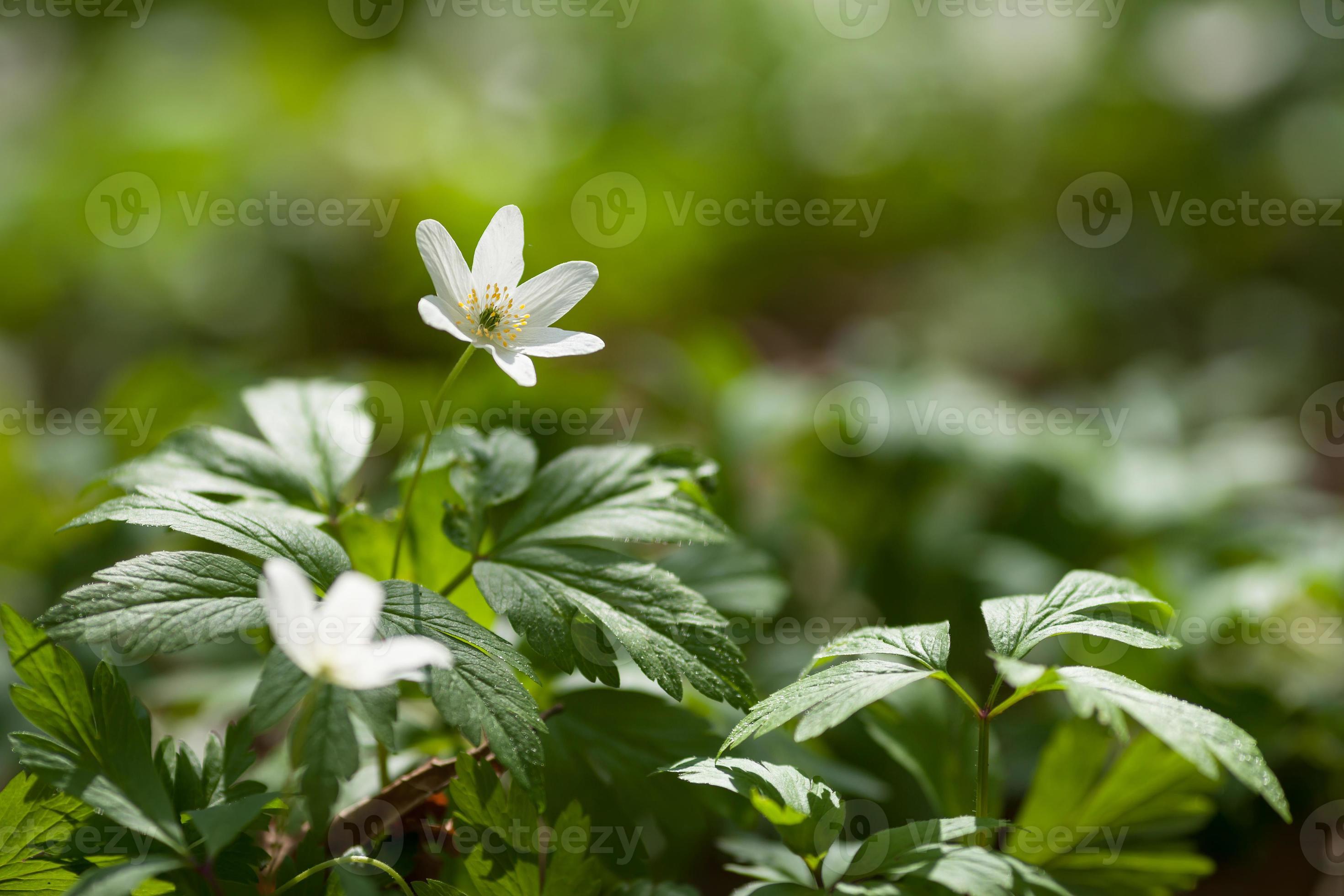anémone de fleurs blanches dans la forêt. premières fleurs de printemps  1320630 Banque de photos