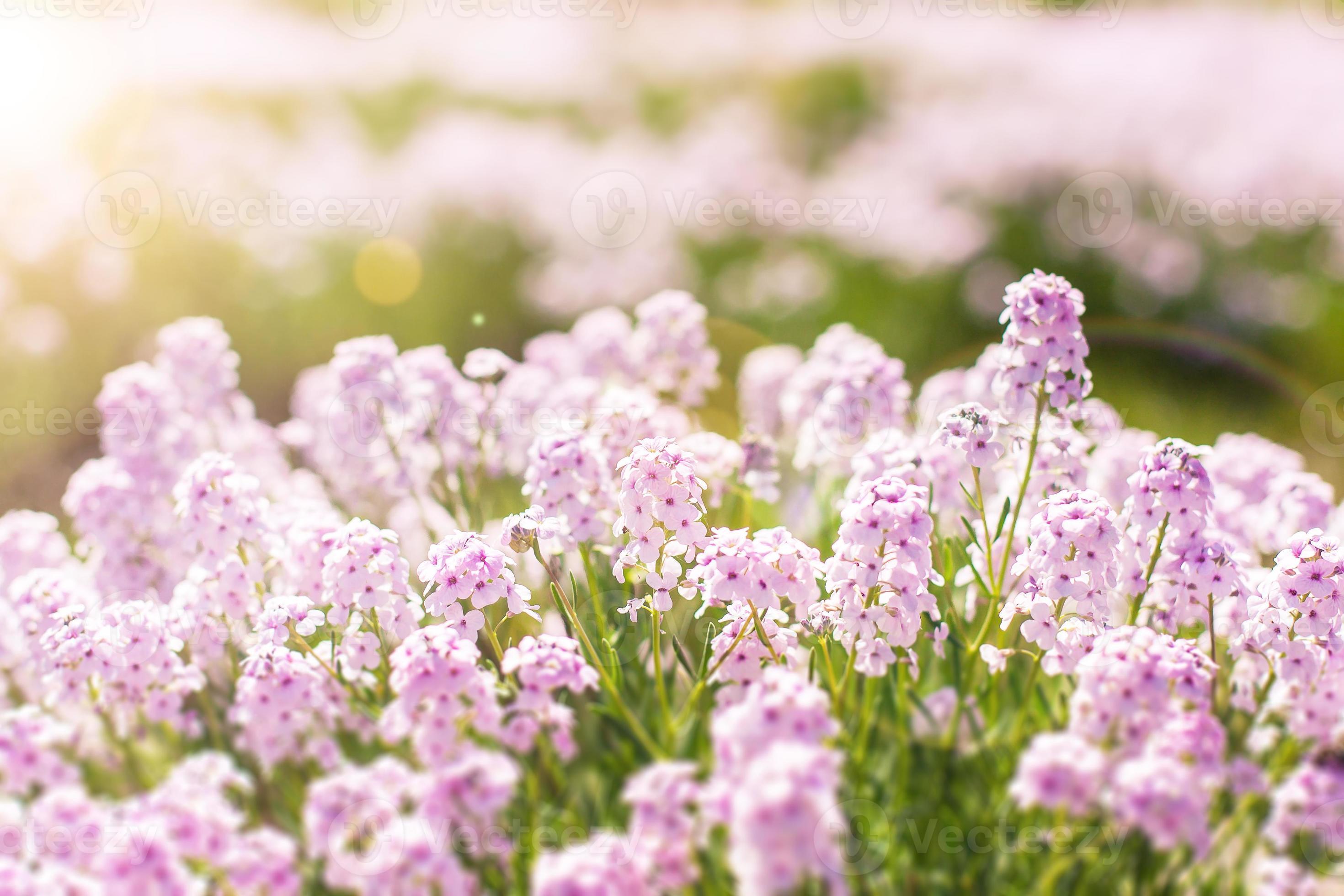 belles petites fleurs violettes 1329136 Banque de photos