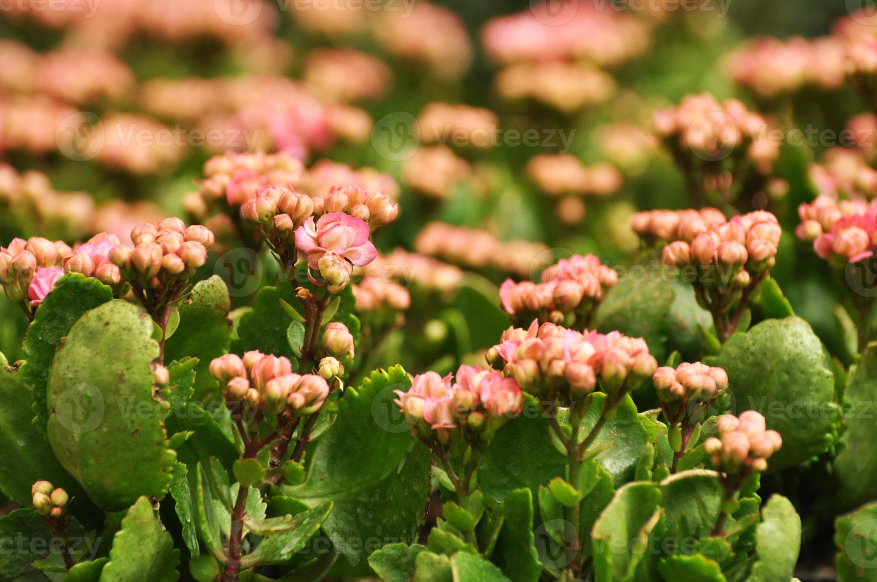 fleurs de kalanchoe rose photo