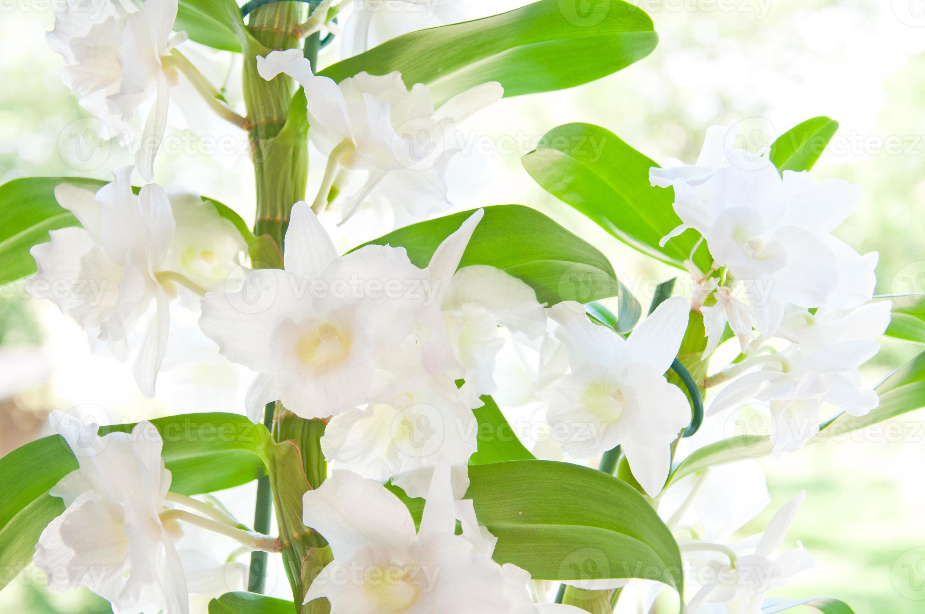 Gros plan d'une belle orchidée cattleya blanche 1337418 Banque de photos