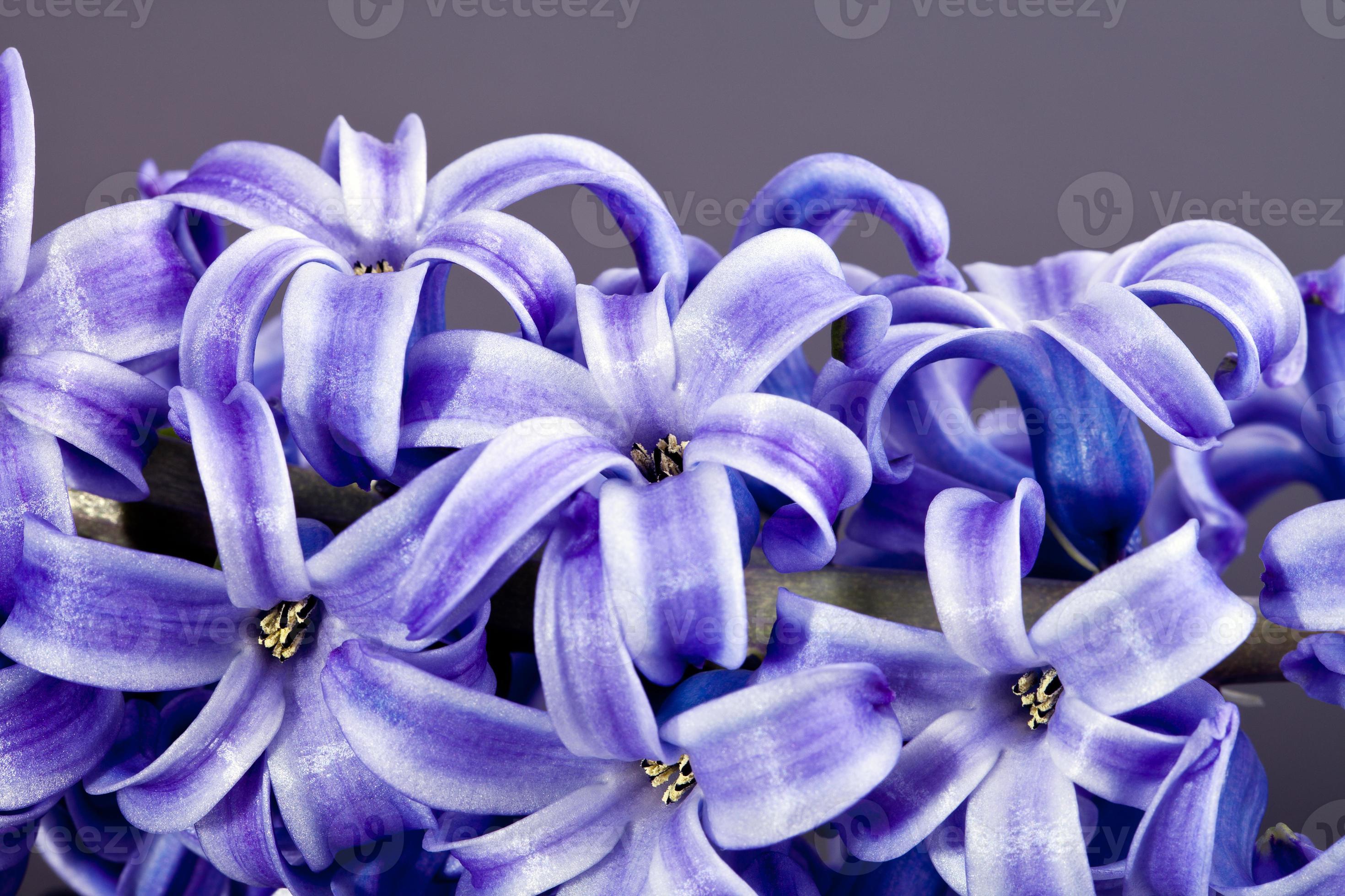 Fleur de jacinthe pourpre isolé sur fond gris macro 1344542 Banque de photos