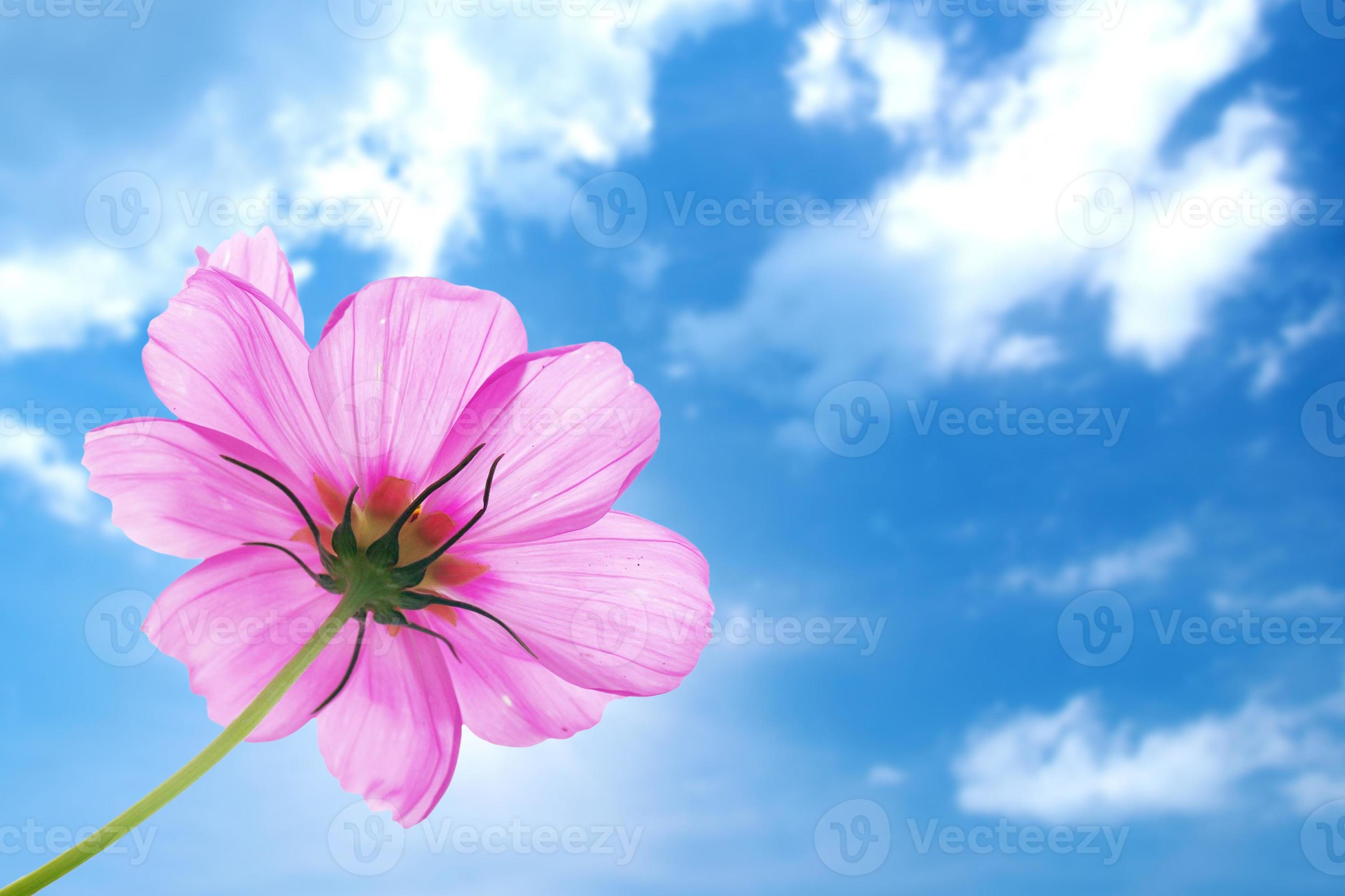 fleur rose du cosmos isolé avec un ciel bleu 1347626 Banque de photos