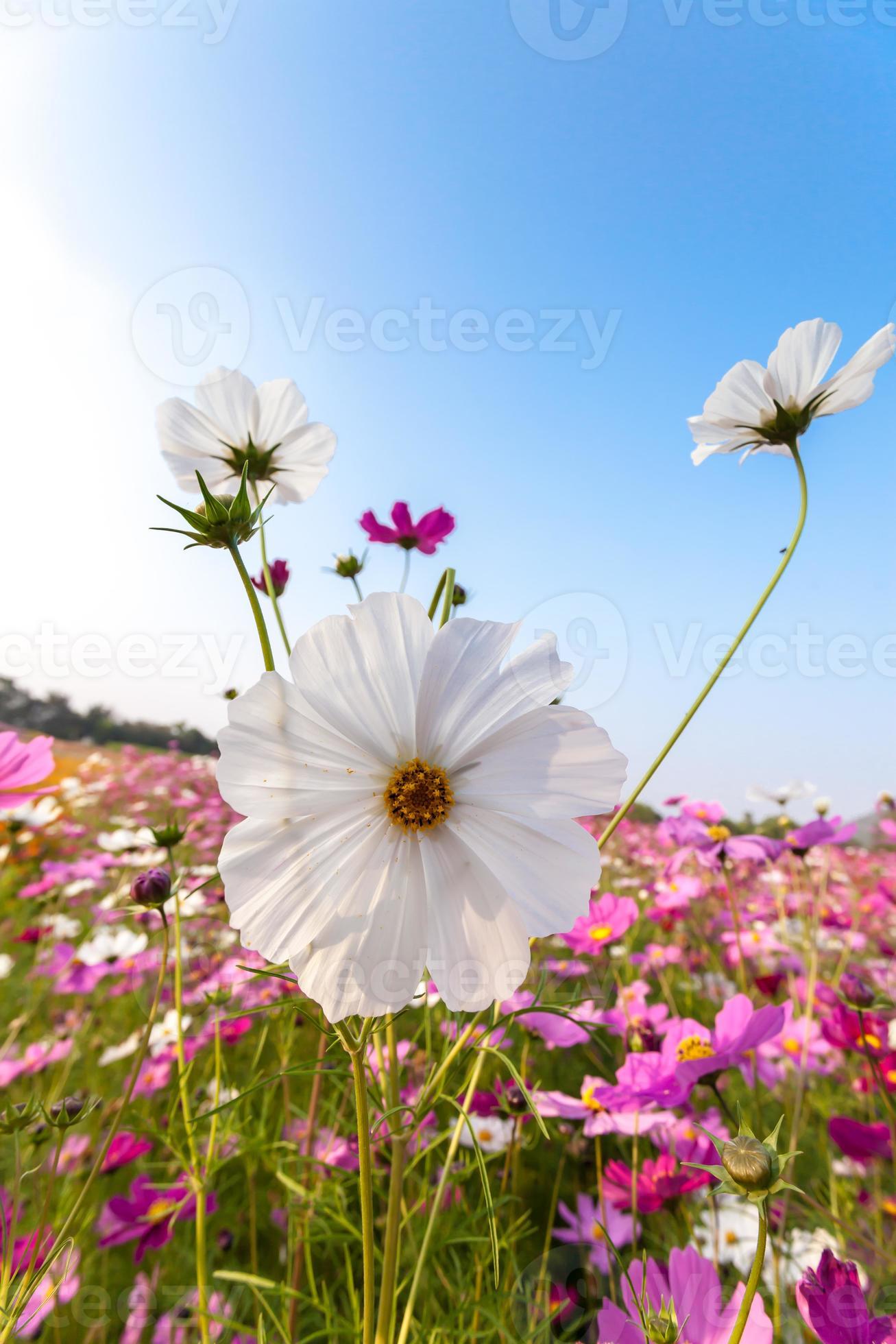 fleur de cosmos blanc sur terrain avec ciel 1352775 Banque de photos