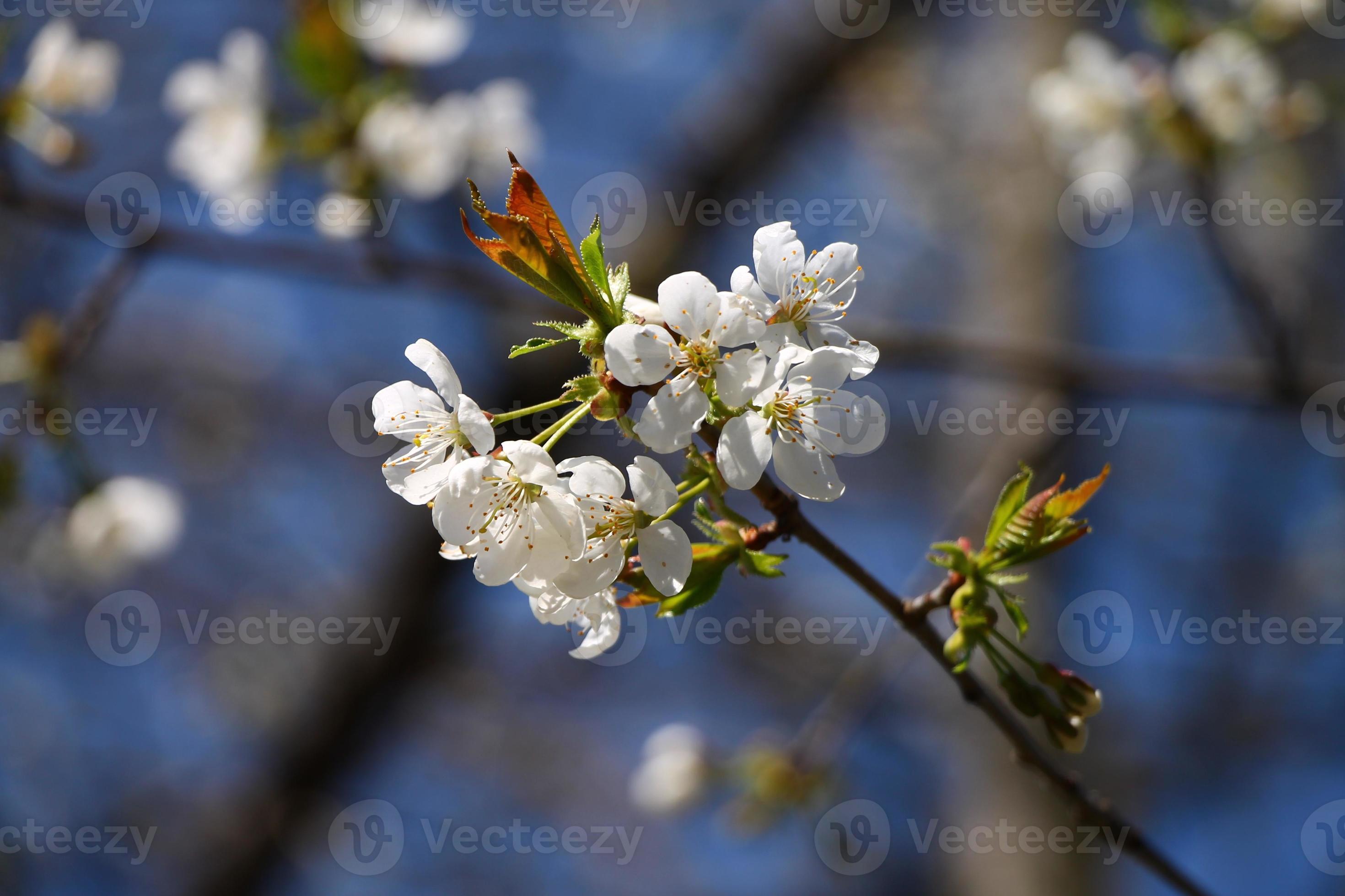 fleur de printemps avec un ciel bleu en arrière-plan photo