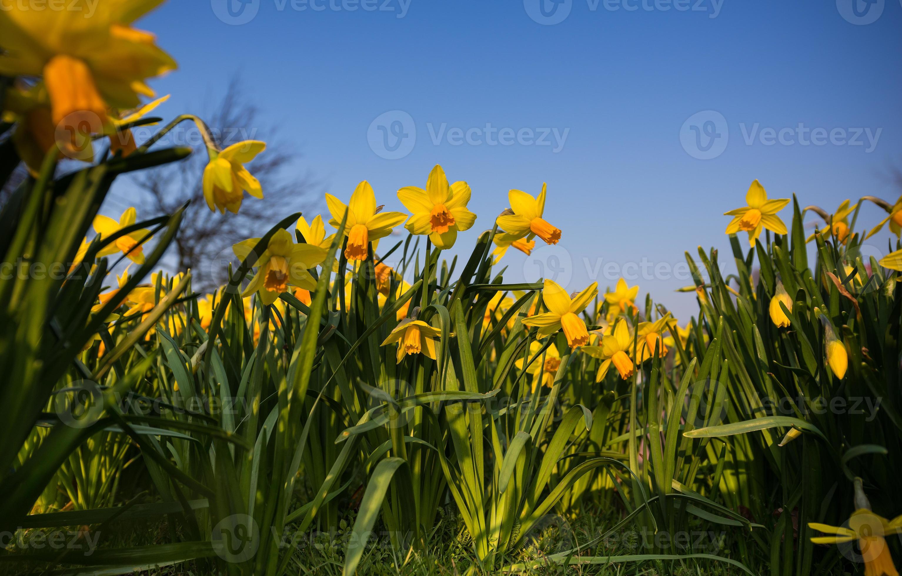 fleur de jonquille ou bouquet de narcisse avec un ciel bleu 1354061 Banque  de photos